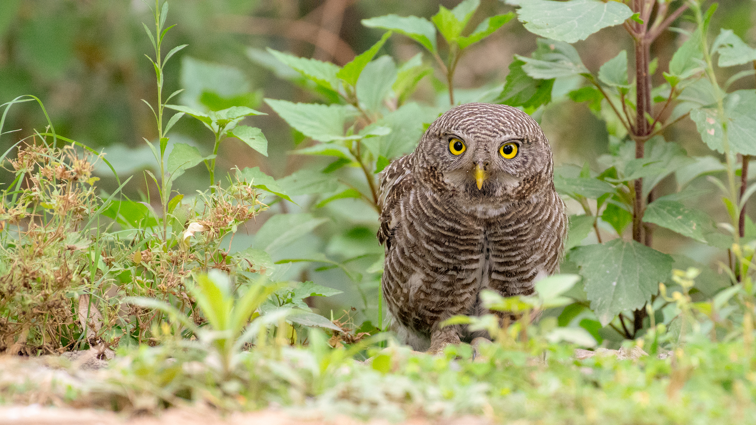 Asian-Barred-Owlet-5 image