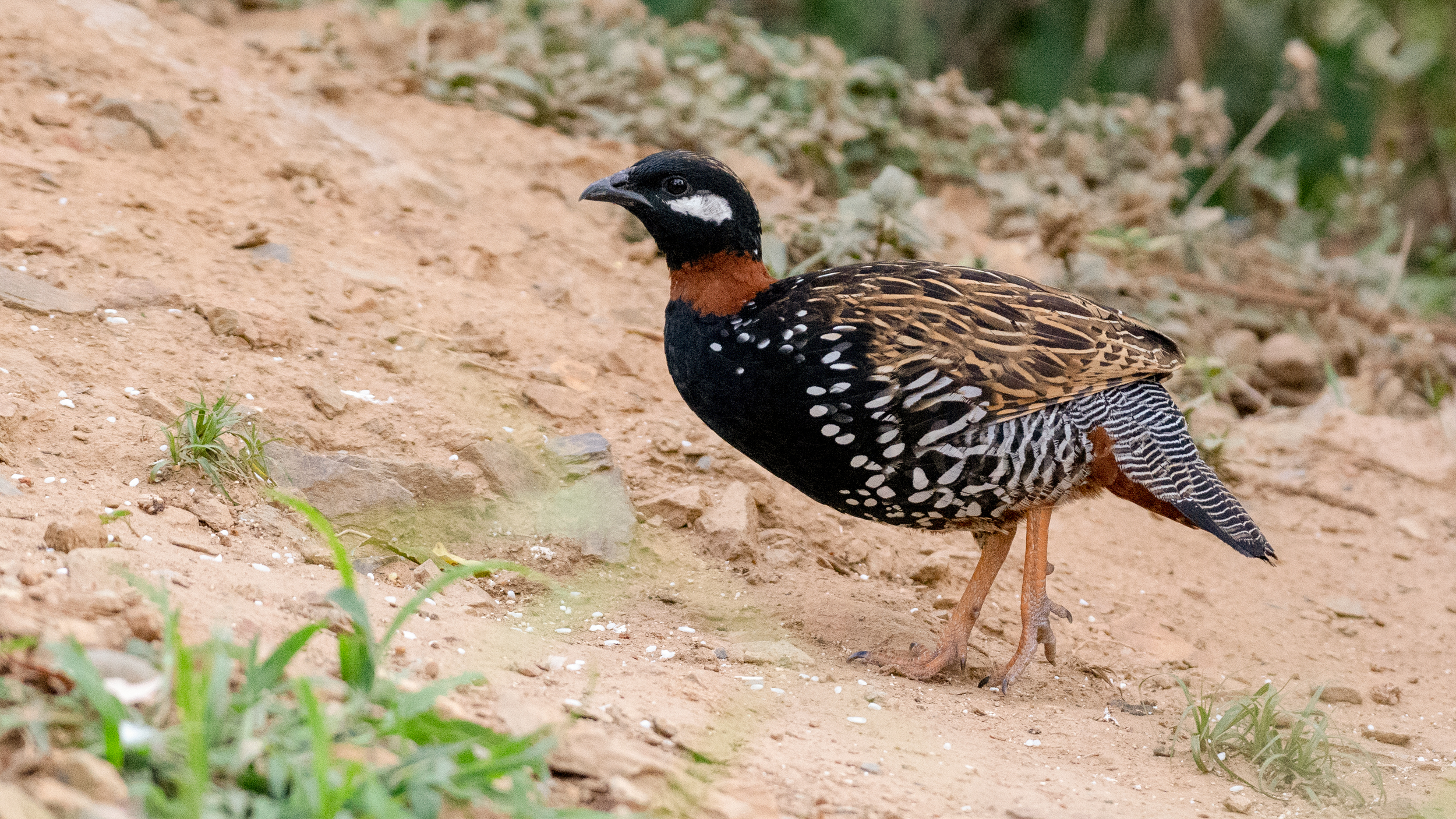 Black-Francolin-1 image
