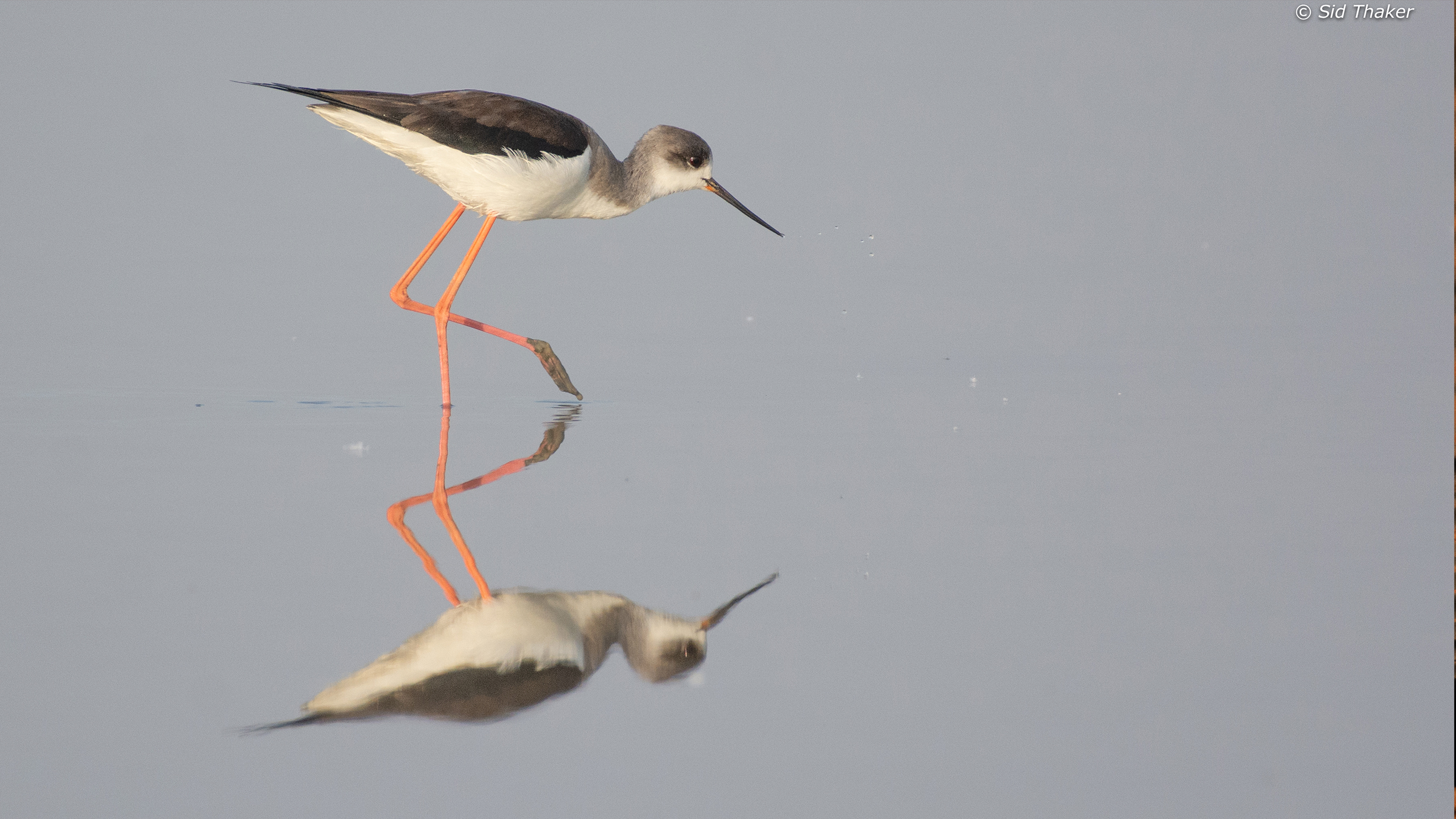 Black-winged-Stilt image