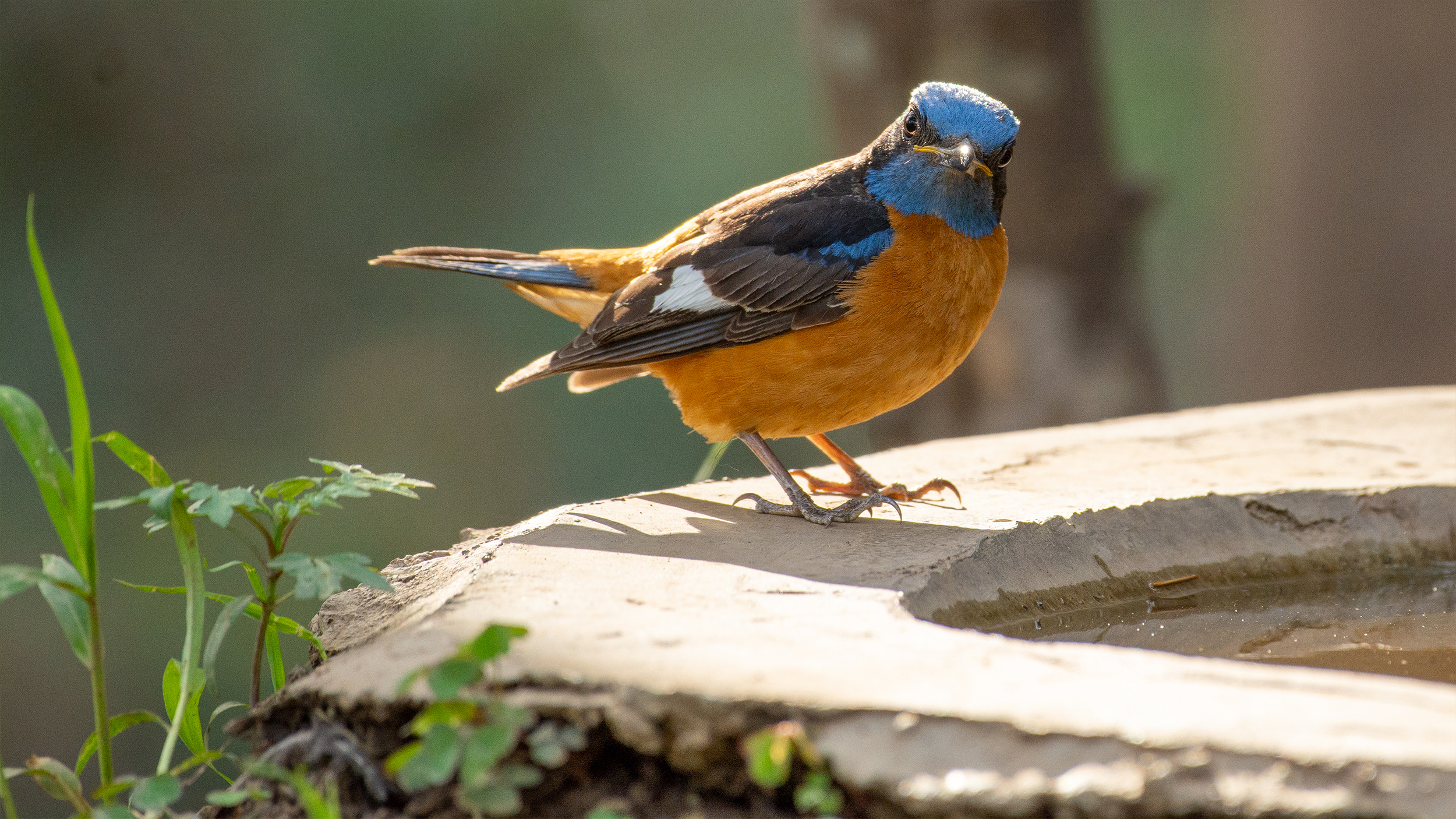 Blue-capped-Rock-Thrush-4 image