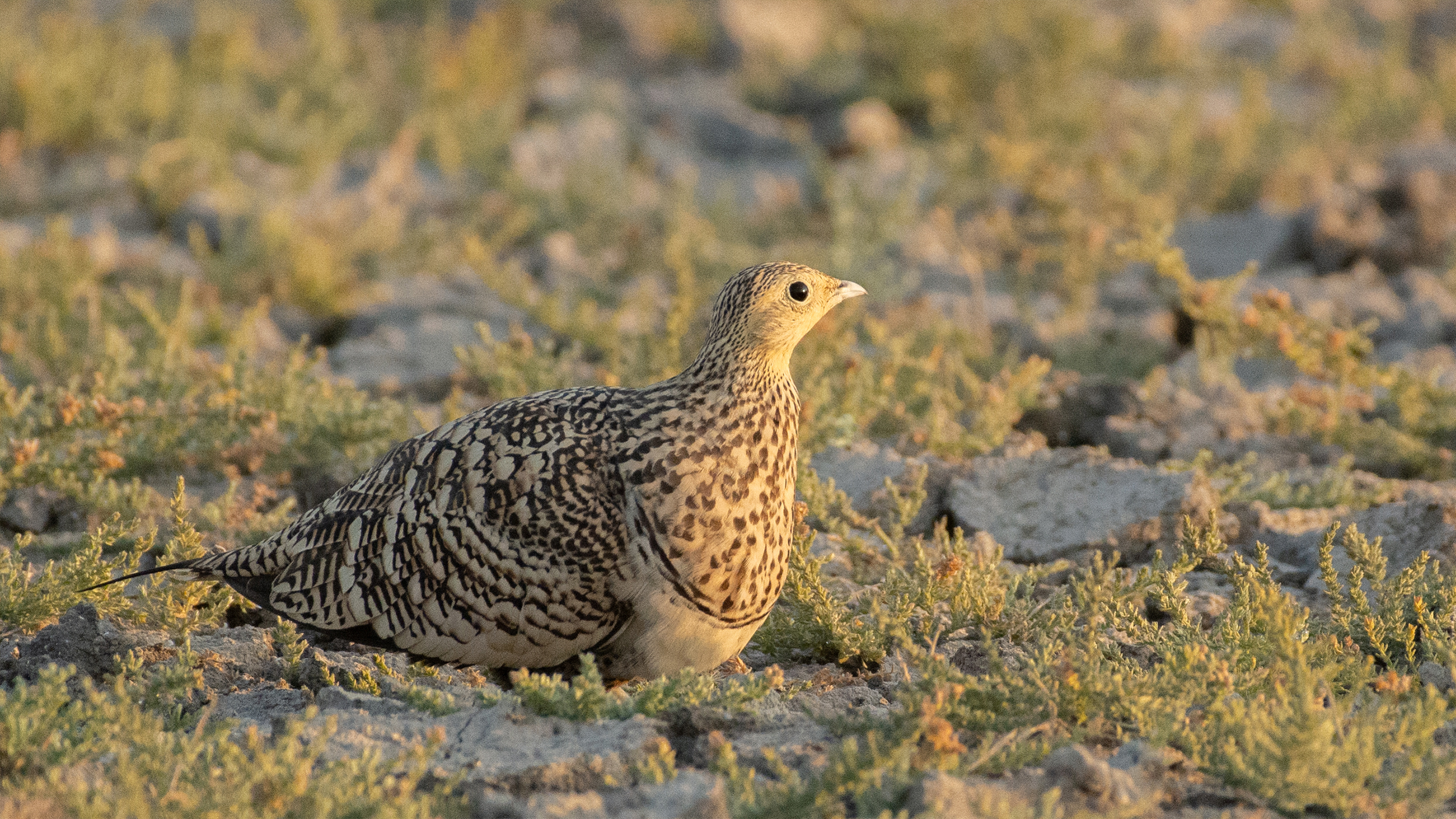 Chestnut-Bellied-Sandgrouse image