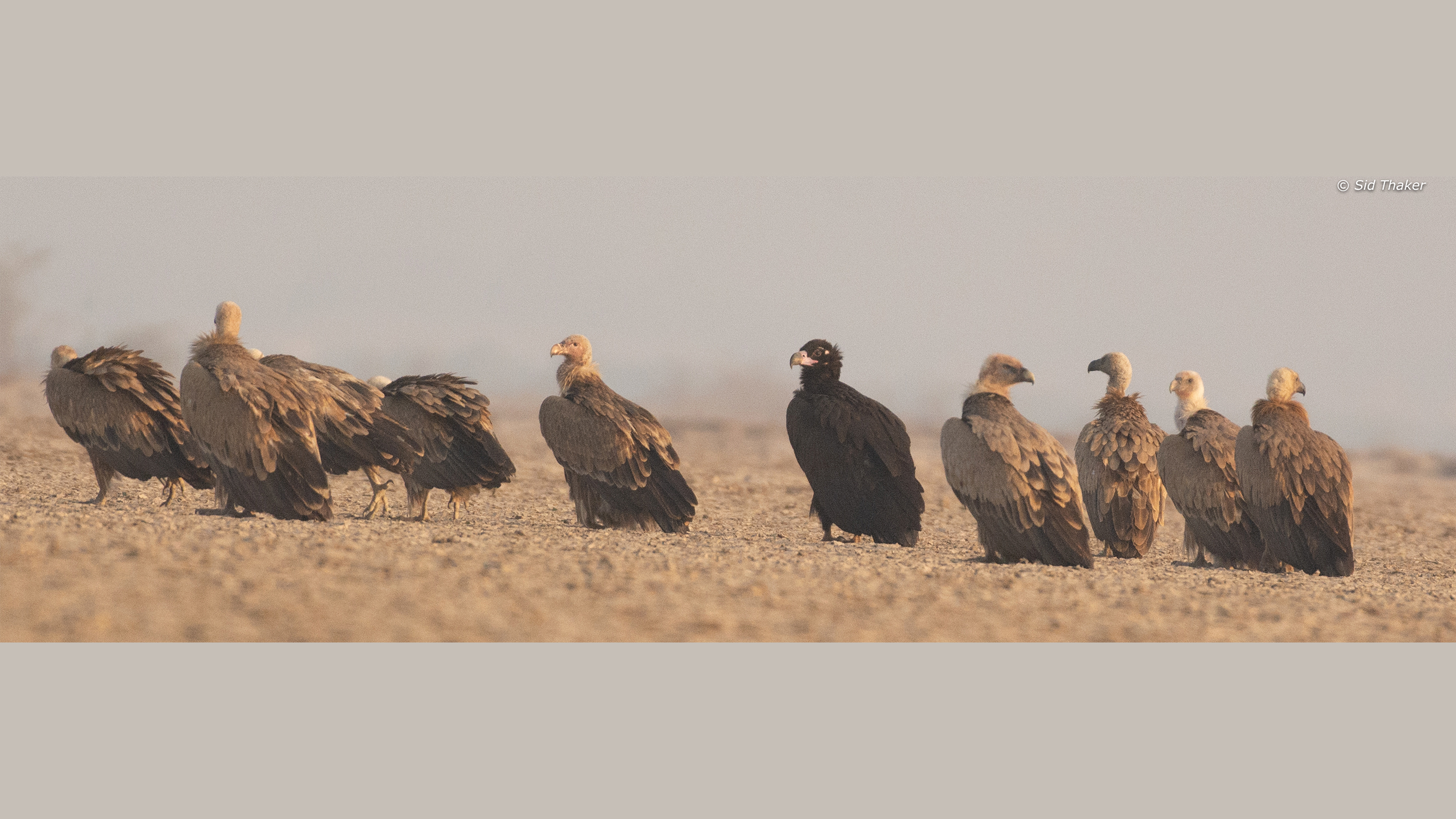 Cinereous-Vulture image