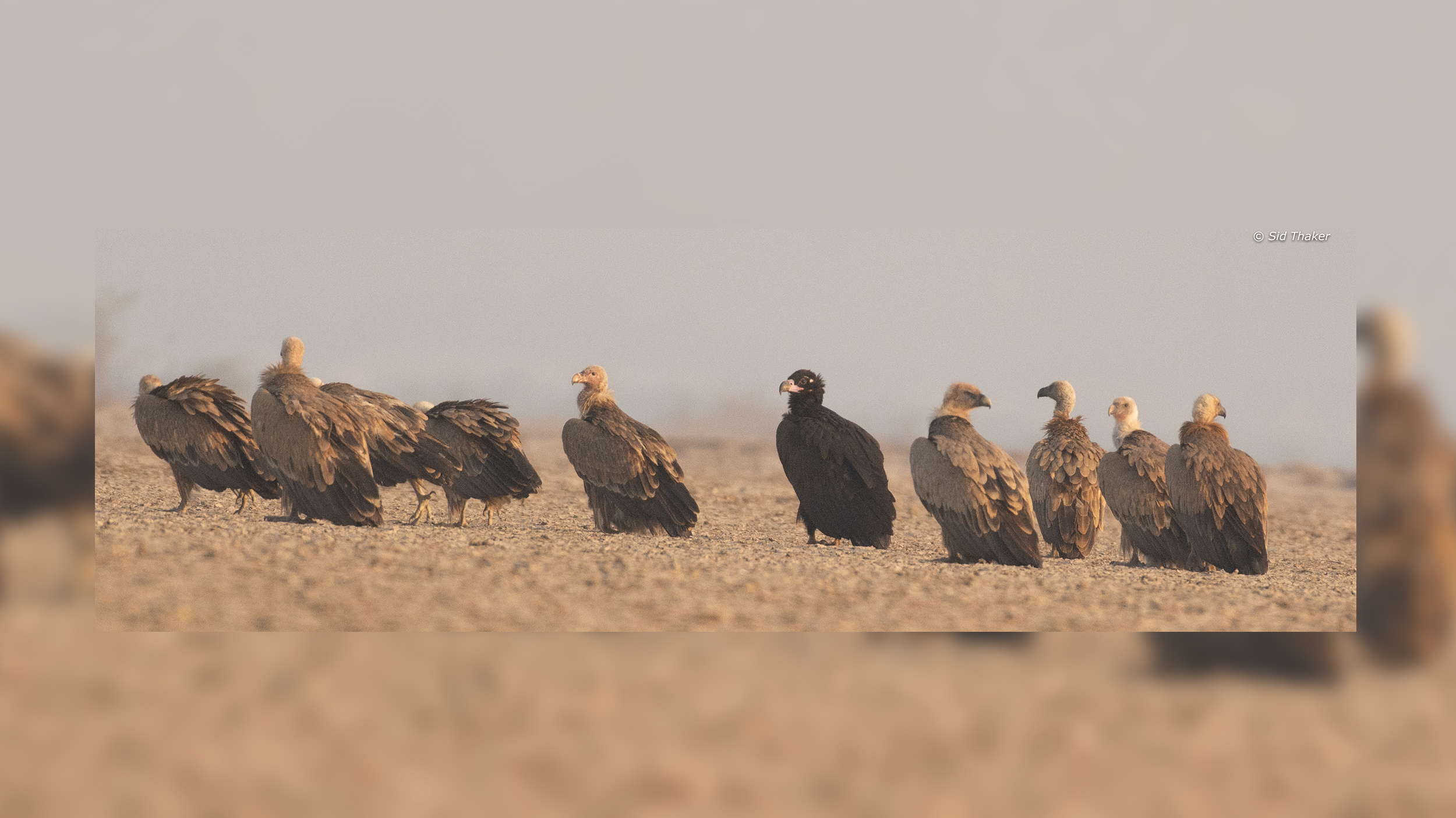 Cinereous-Vulture-image1