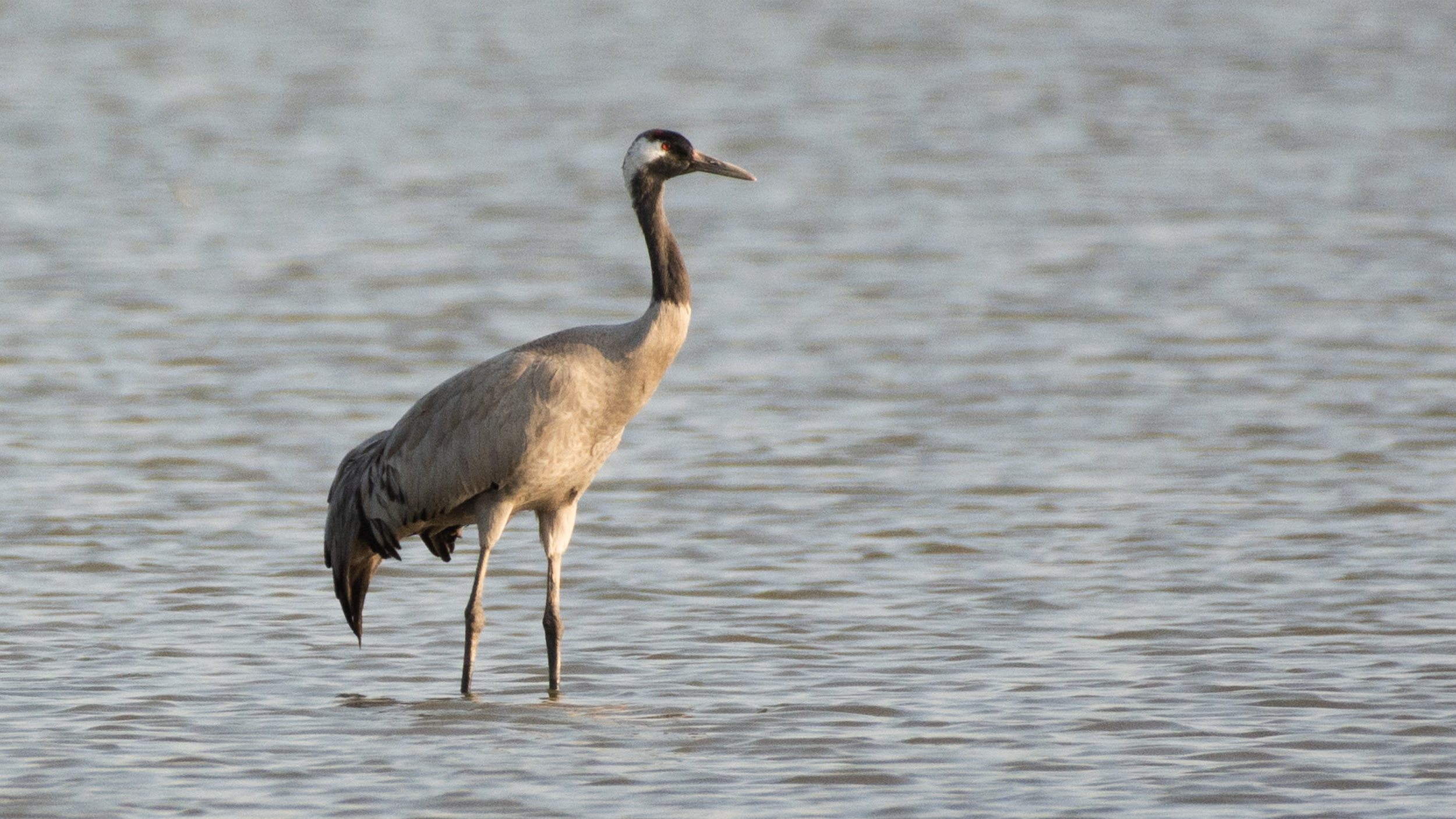Common-Crane image