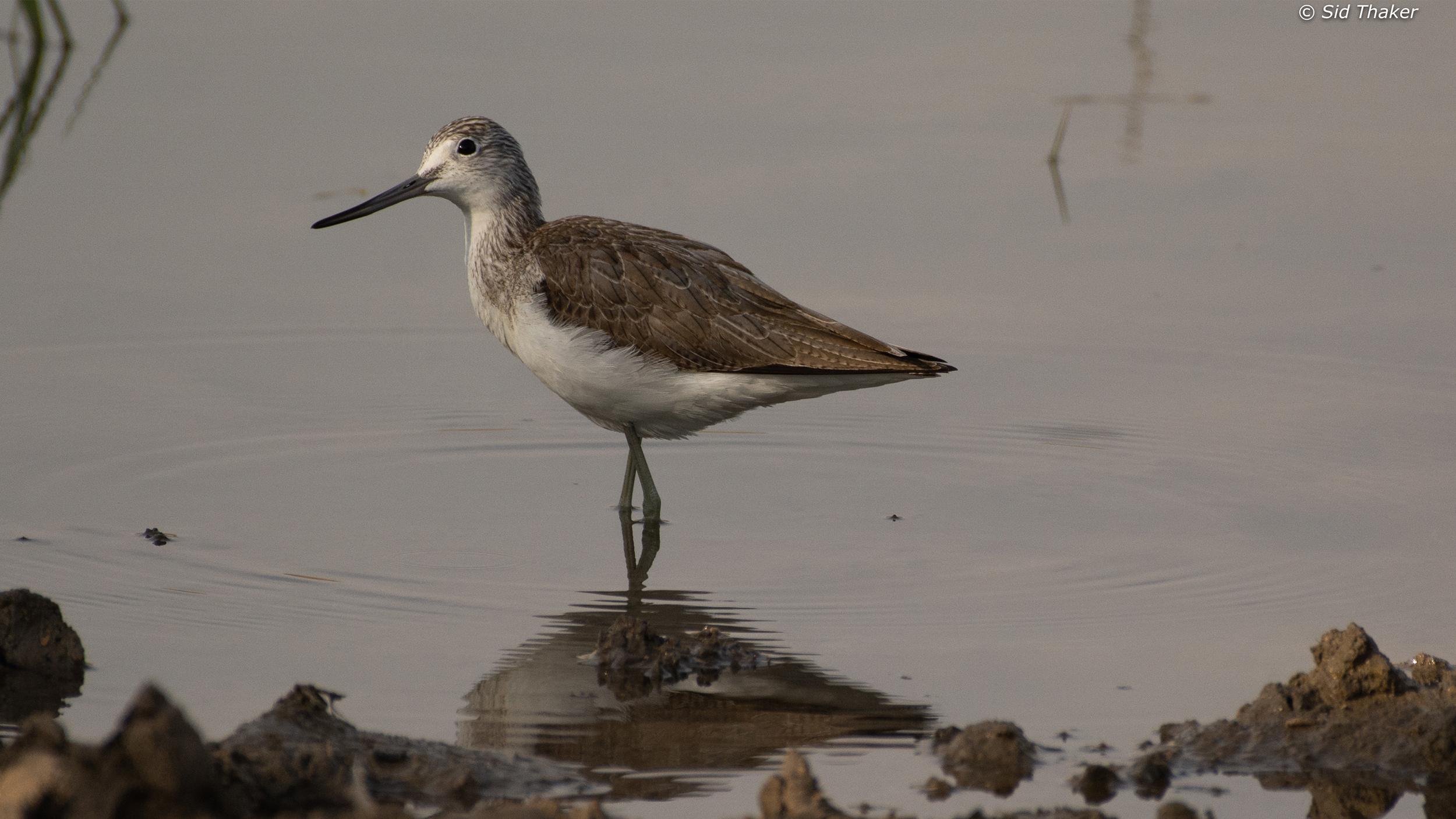 Common-Greenshank image