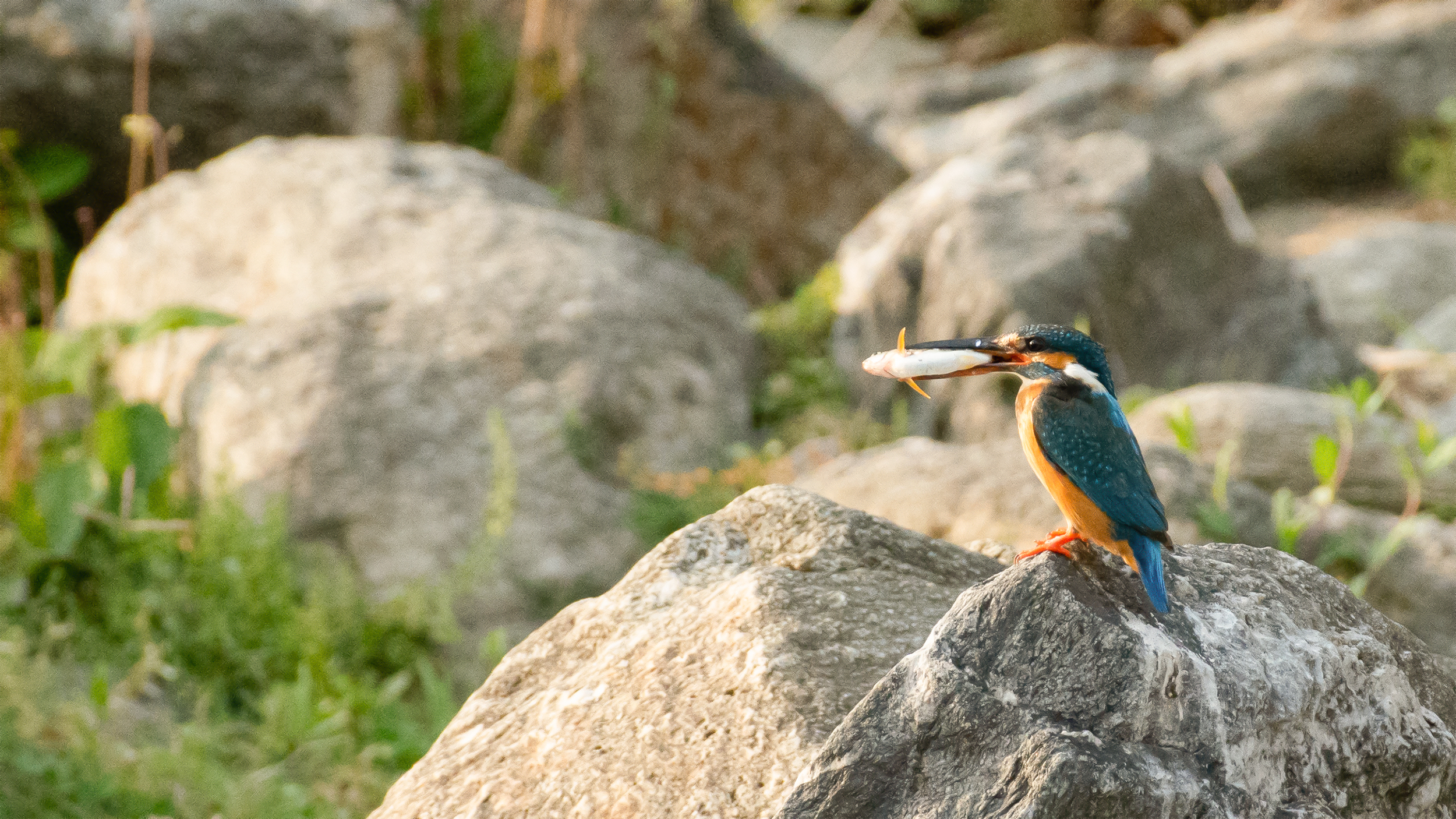 Common-Kingfisher-1 image