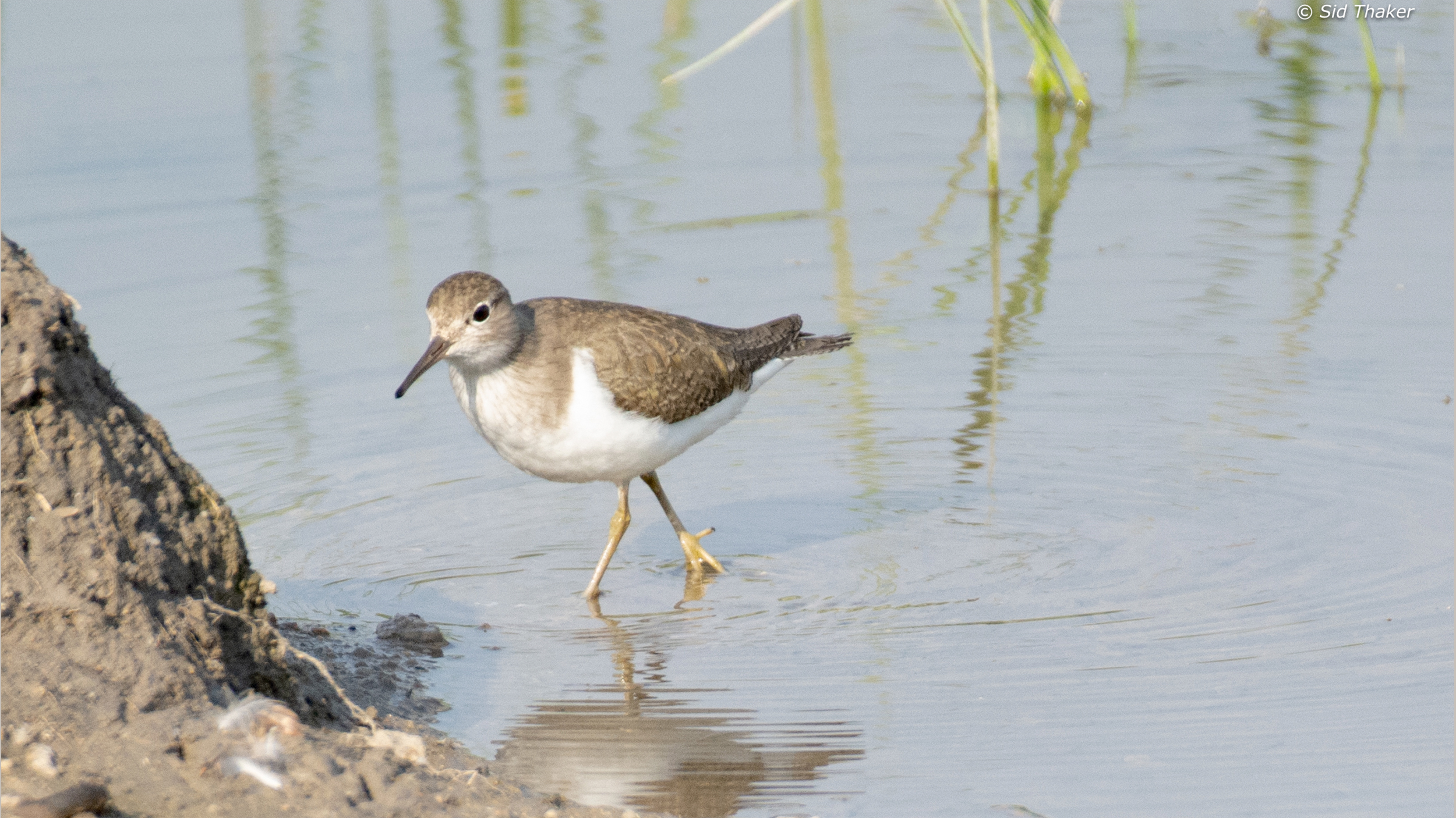Common-Sandpiper image