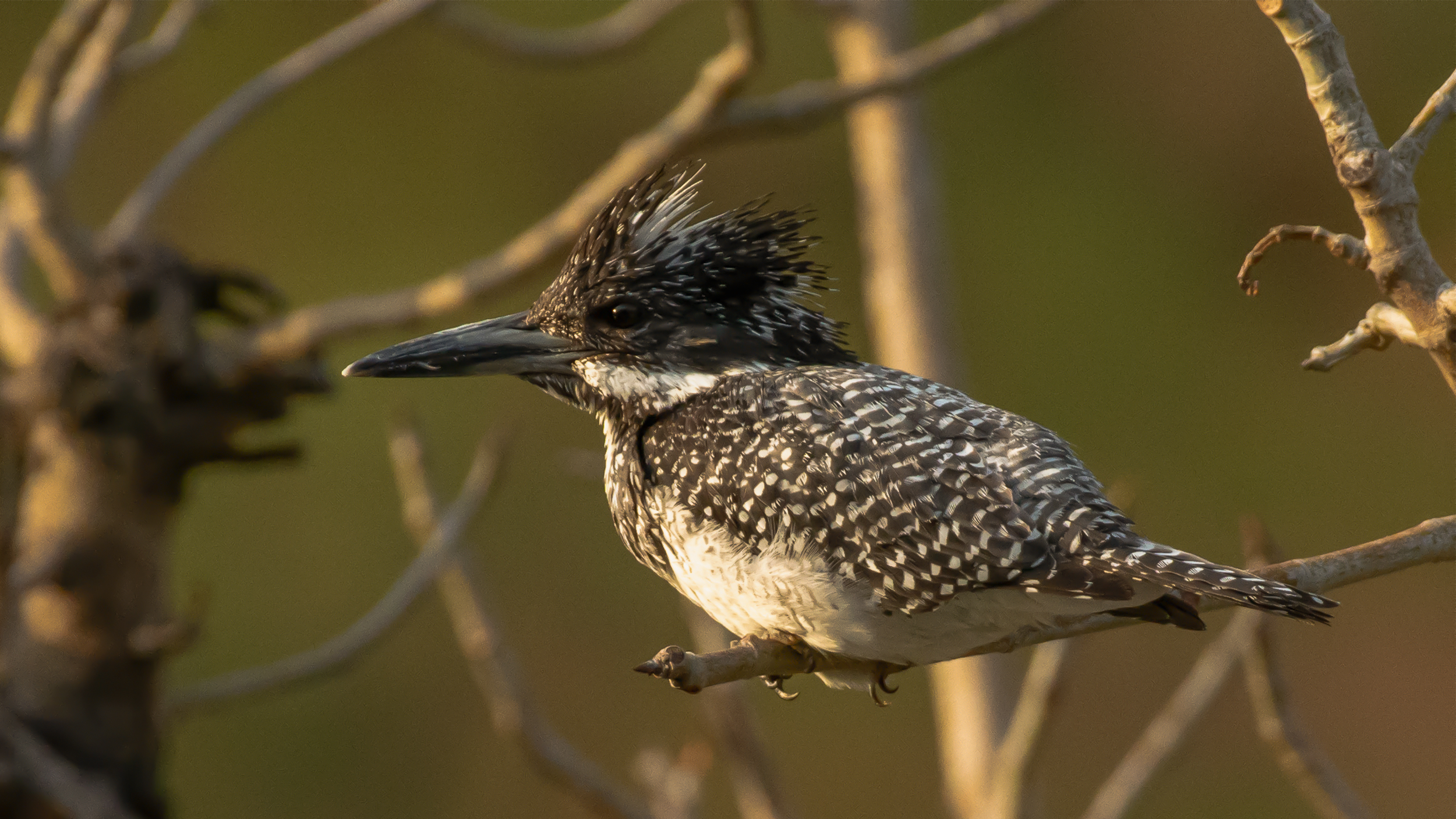 Crested-Kingfisher-1 image