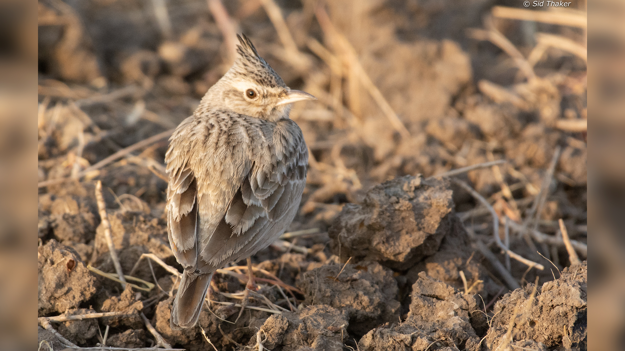 Crested-Lark