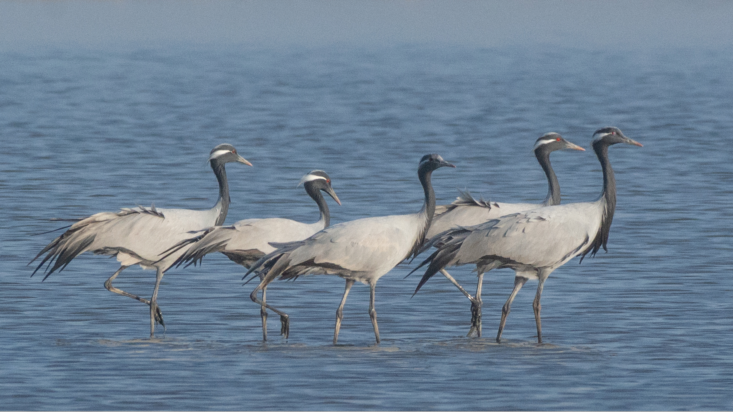 Demoiselle-Crane image