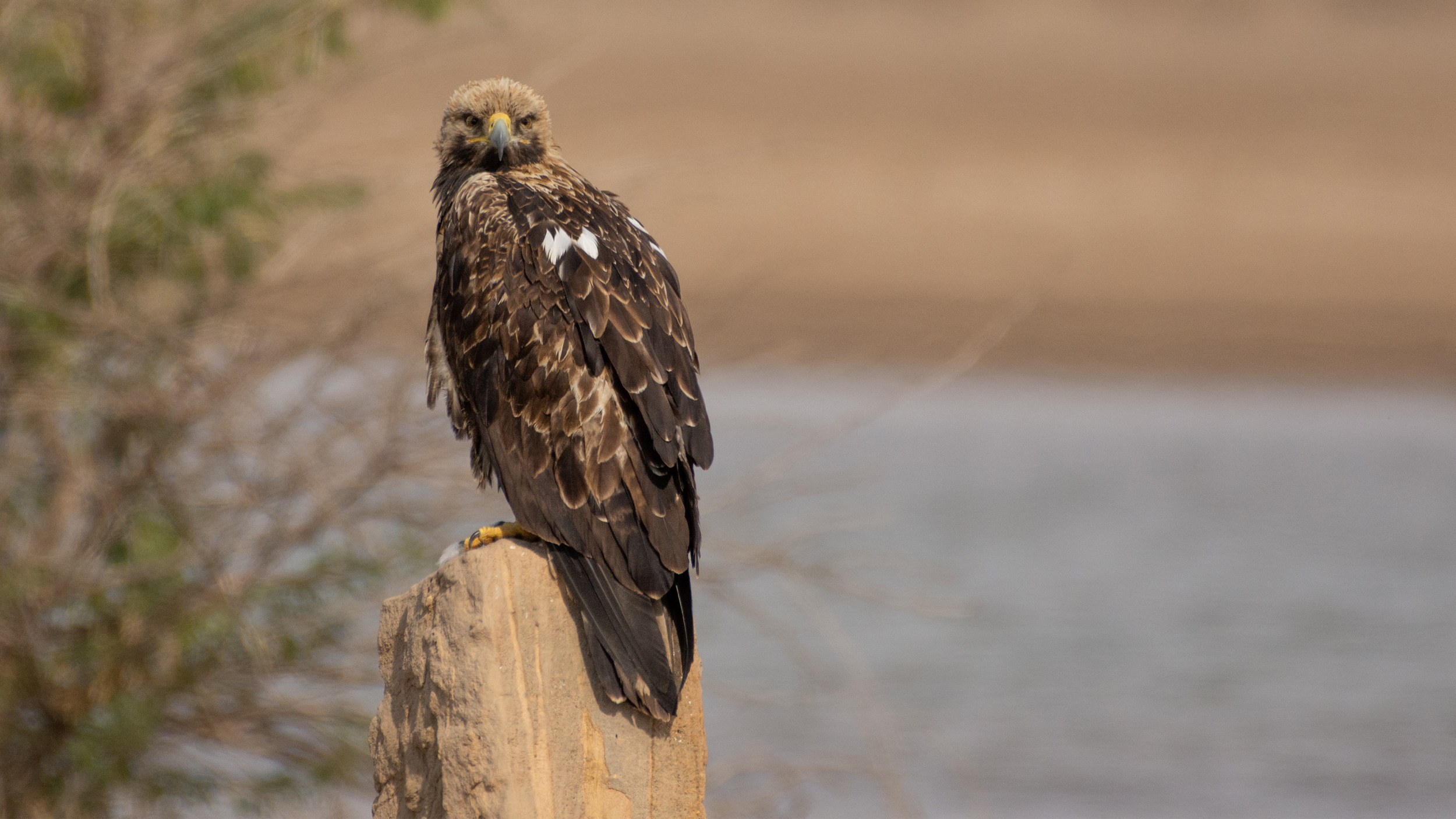 Eastern-Imperial-Eagle-1 image