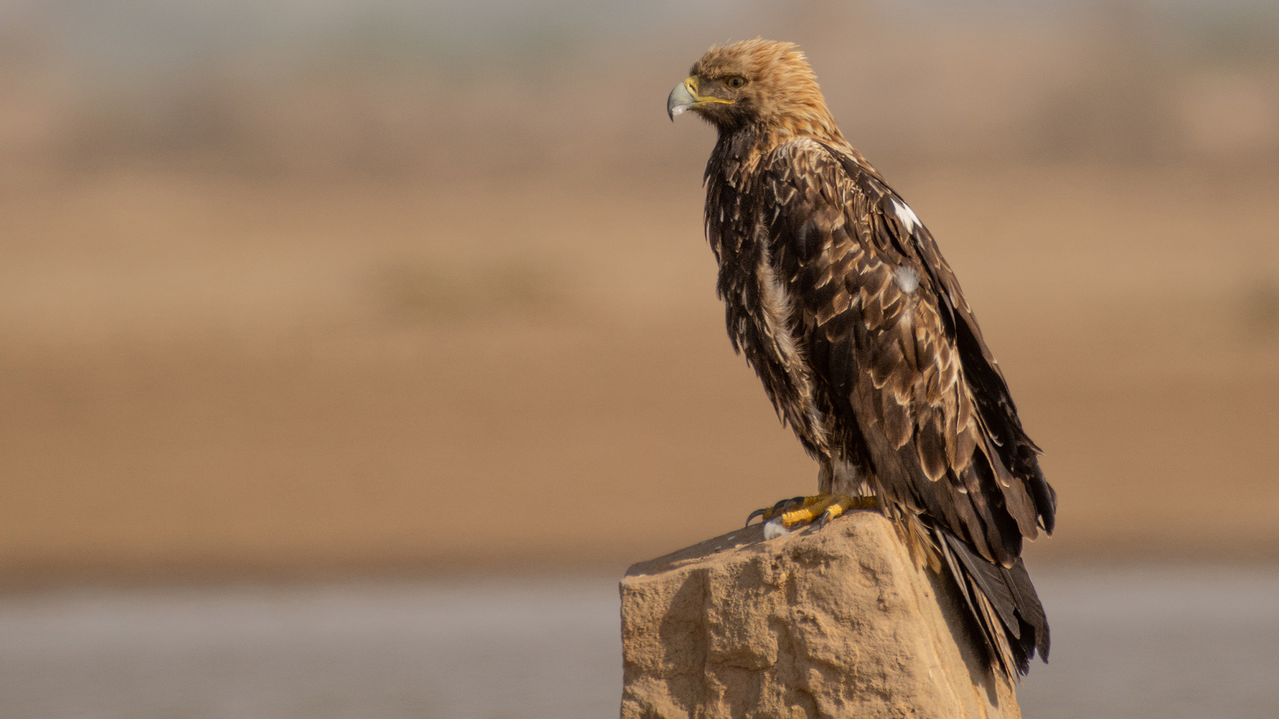 Eastern-Imperial-Eagle image