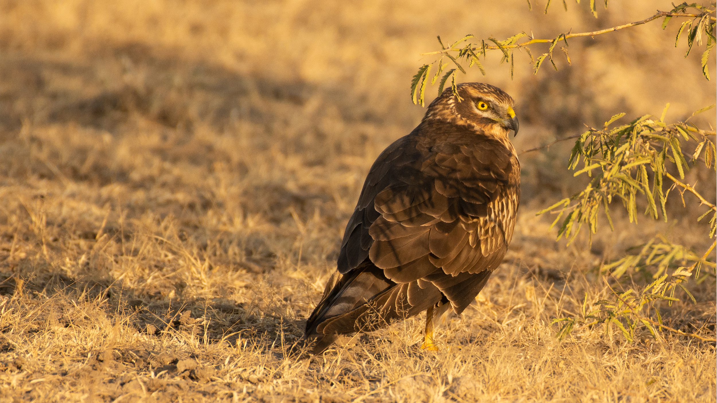 Eurasian-Marsh-Harrier-1 image