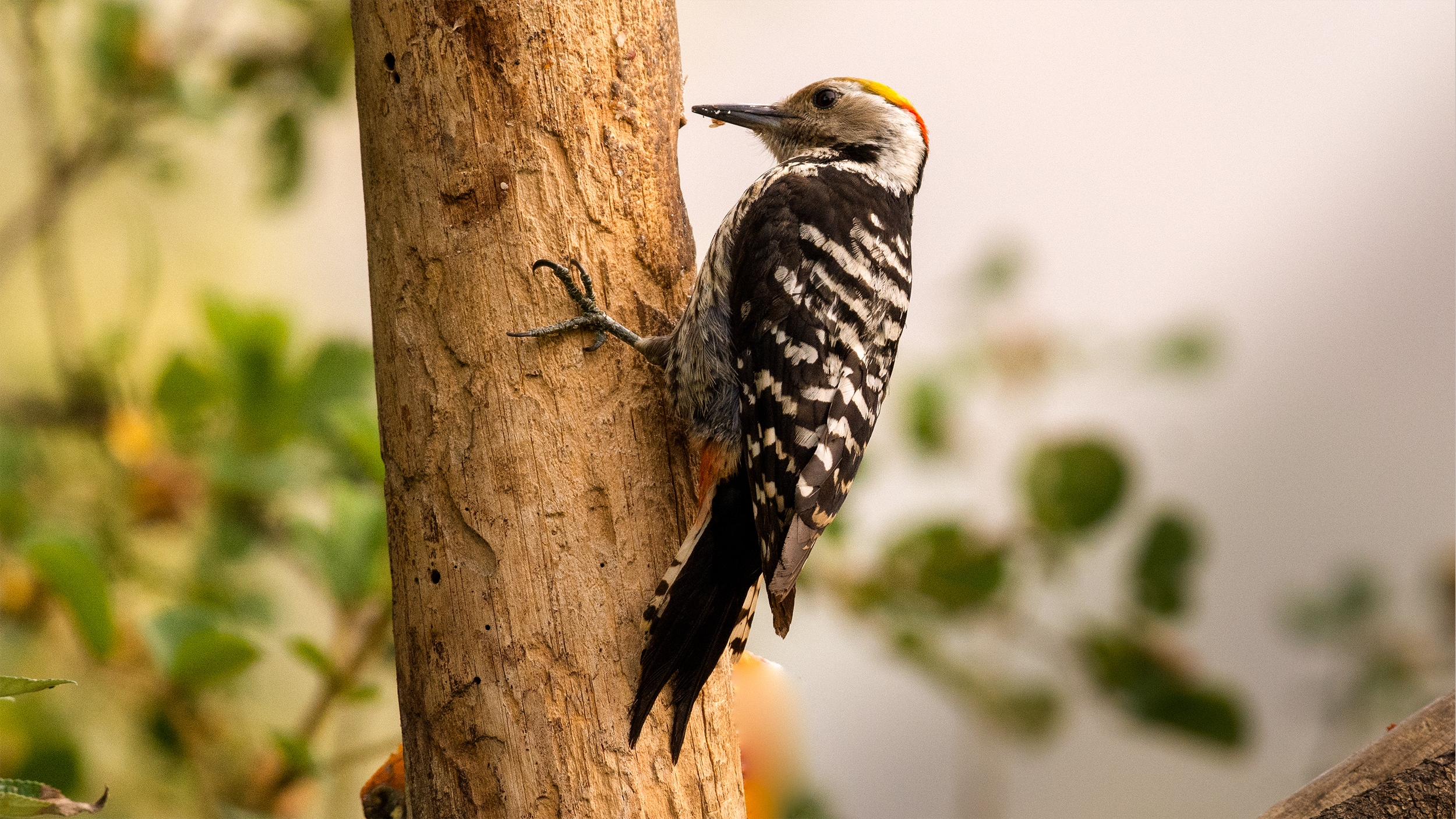 Fulvous-breasted-Woodpecker-1 image