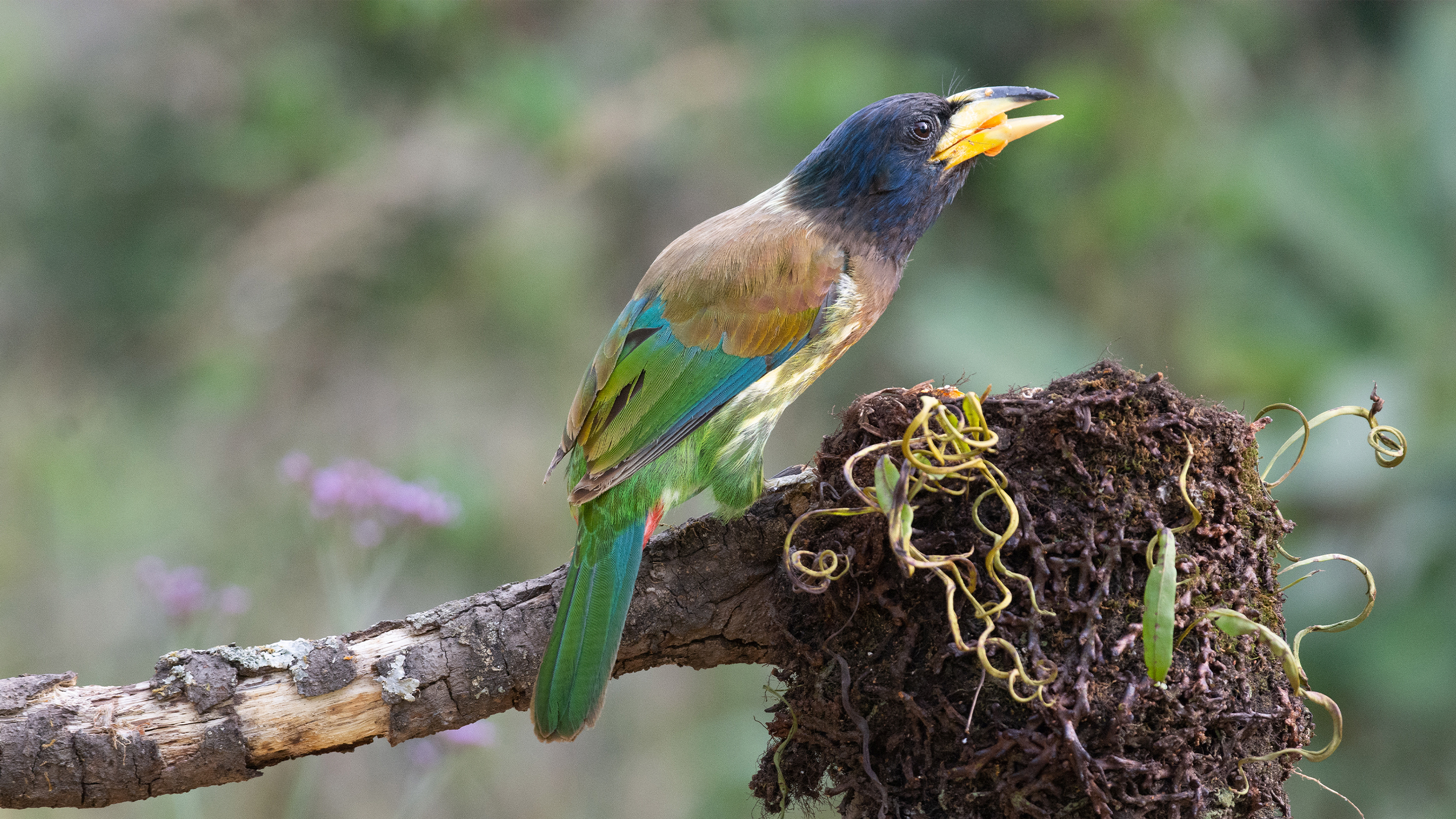 Great-Barbett-3 image