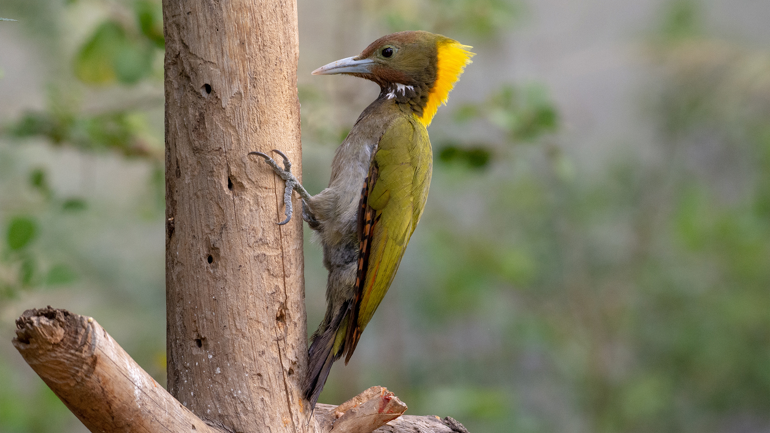 Greater-Yellownape-Woodpecker-Female-2 image