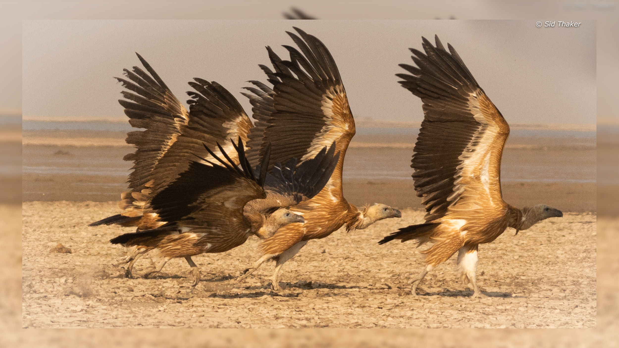 Griffon-Vulture-4 image
