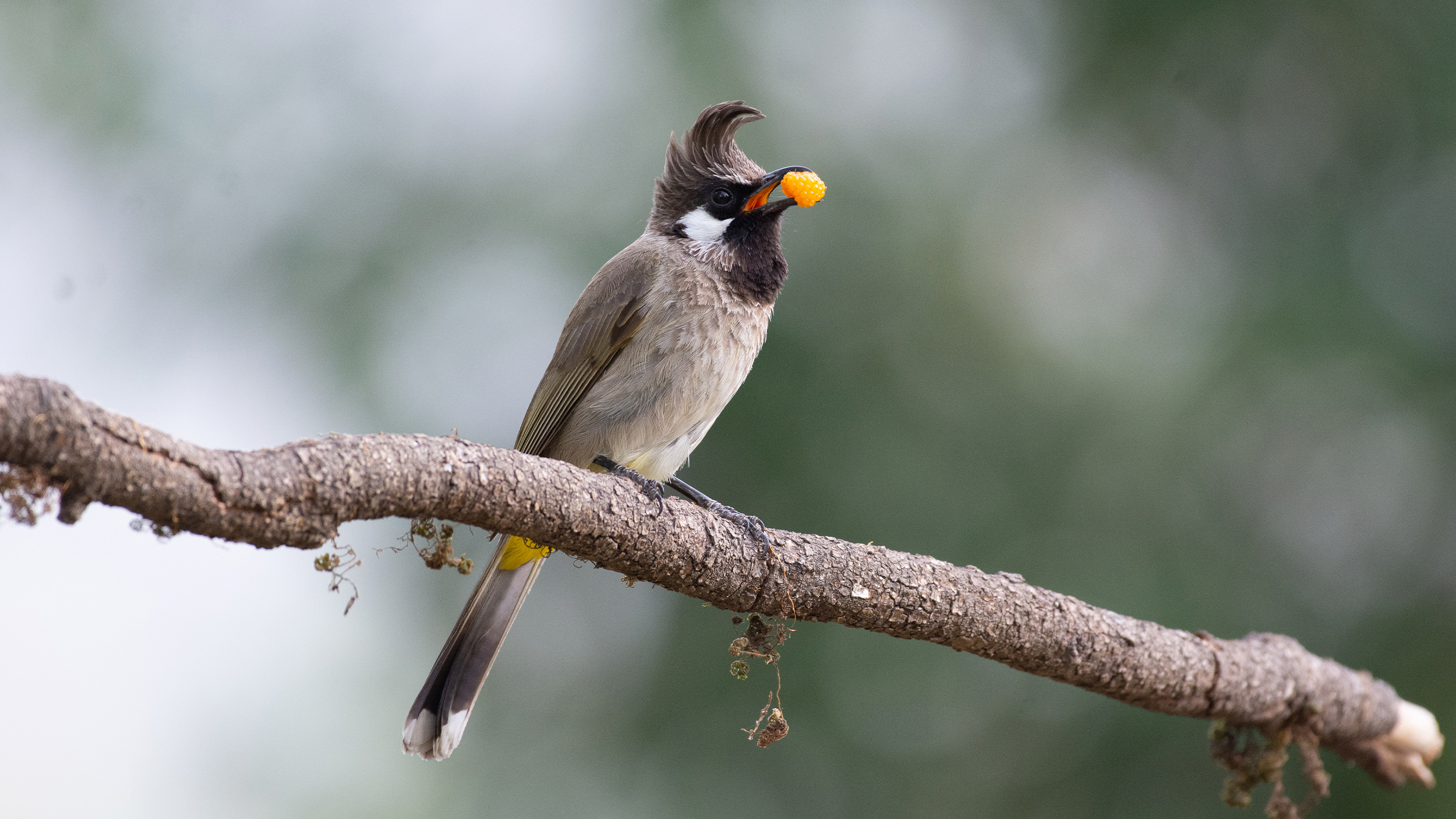 Himalayan-Bulbul-3 image