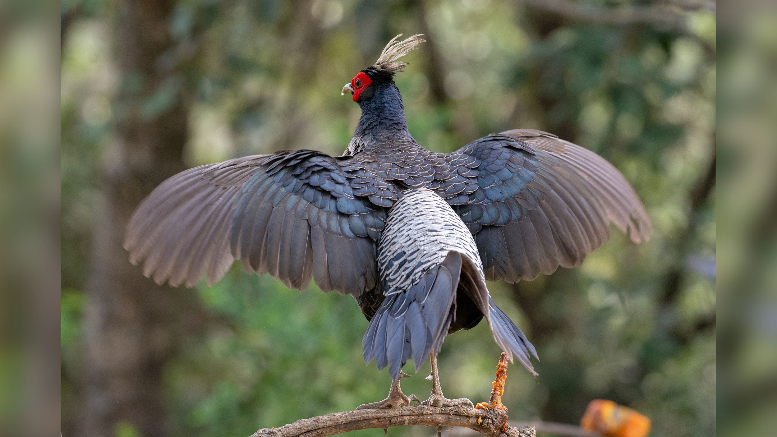 Khalij-Pheasant-Male-5 image