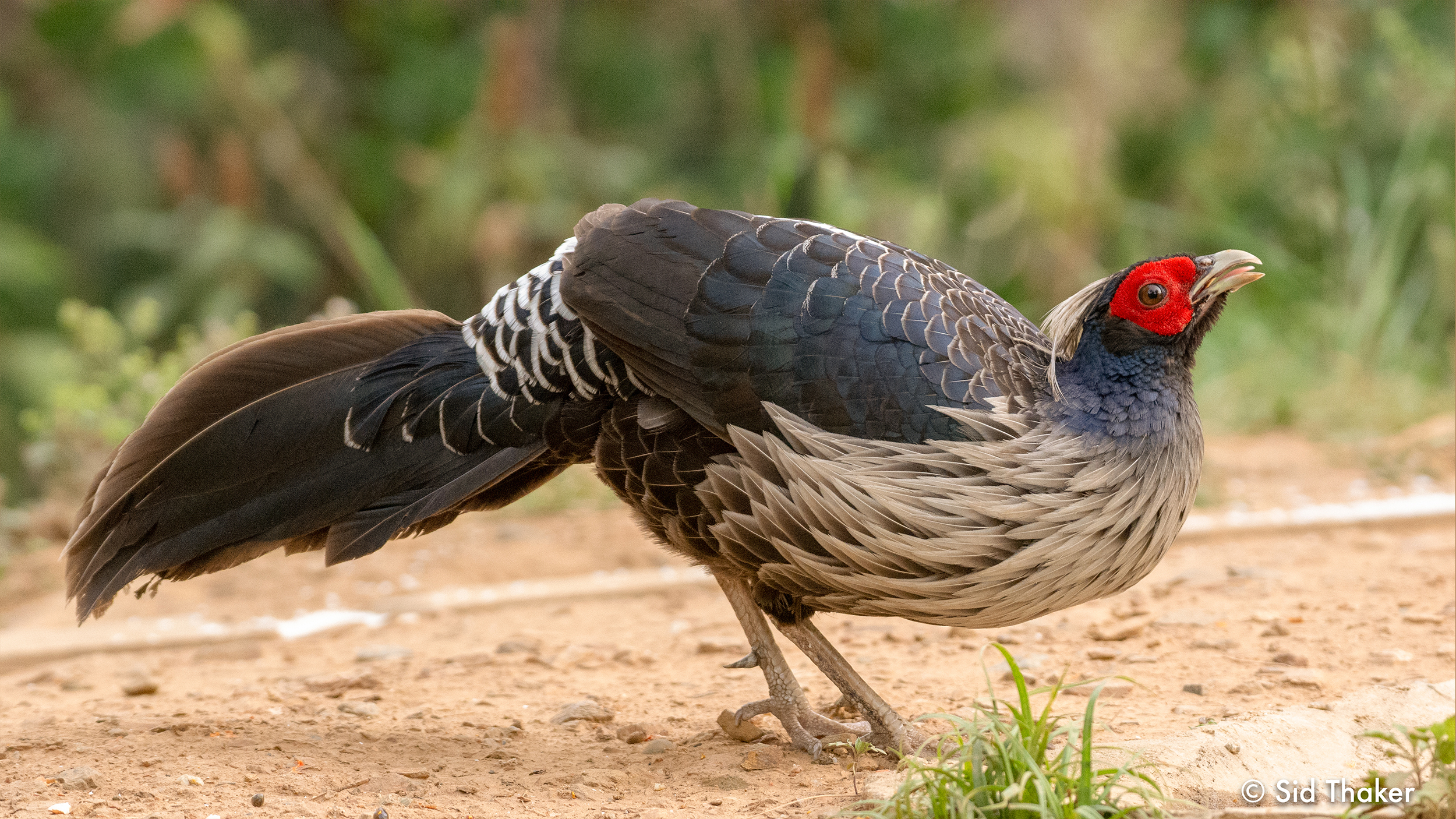 Khalij-Pheasant image