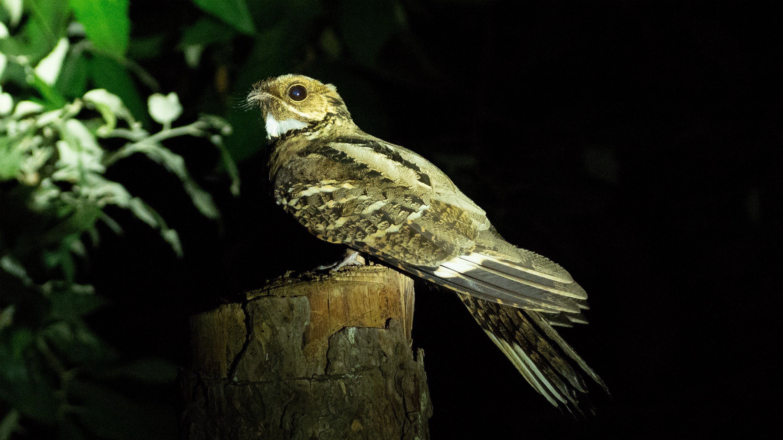 Large-tailed-Nightjar-1 image