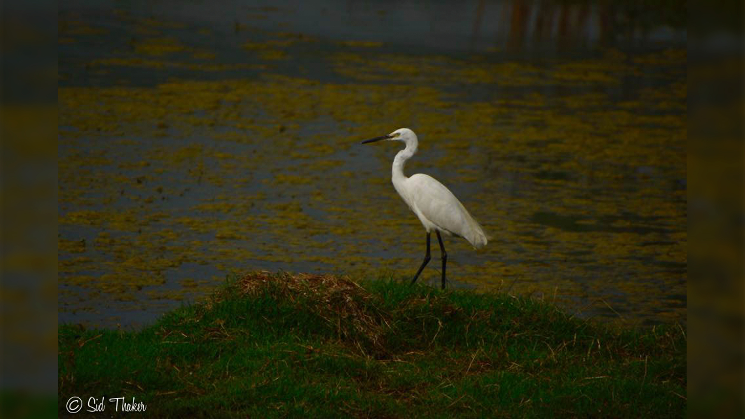 Little-Egret image