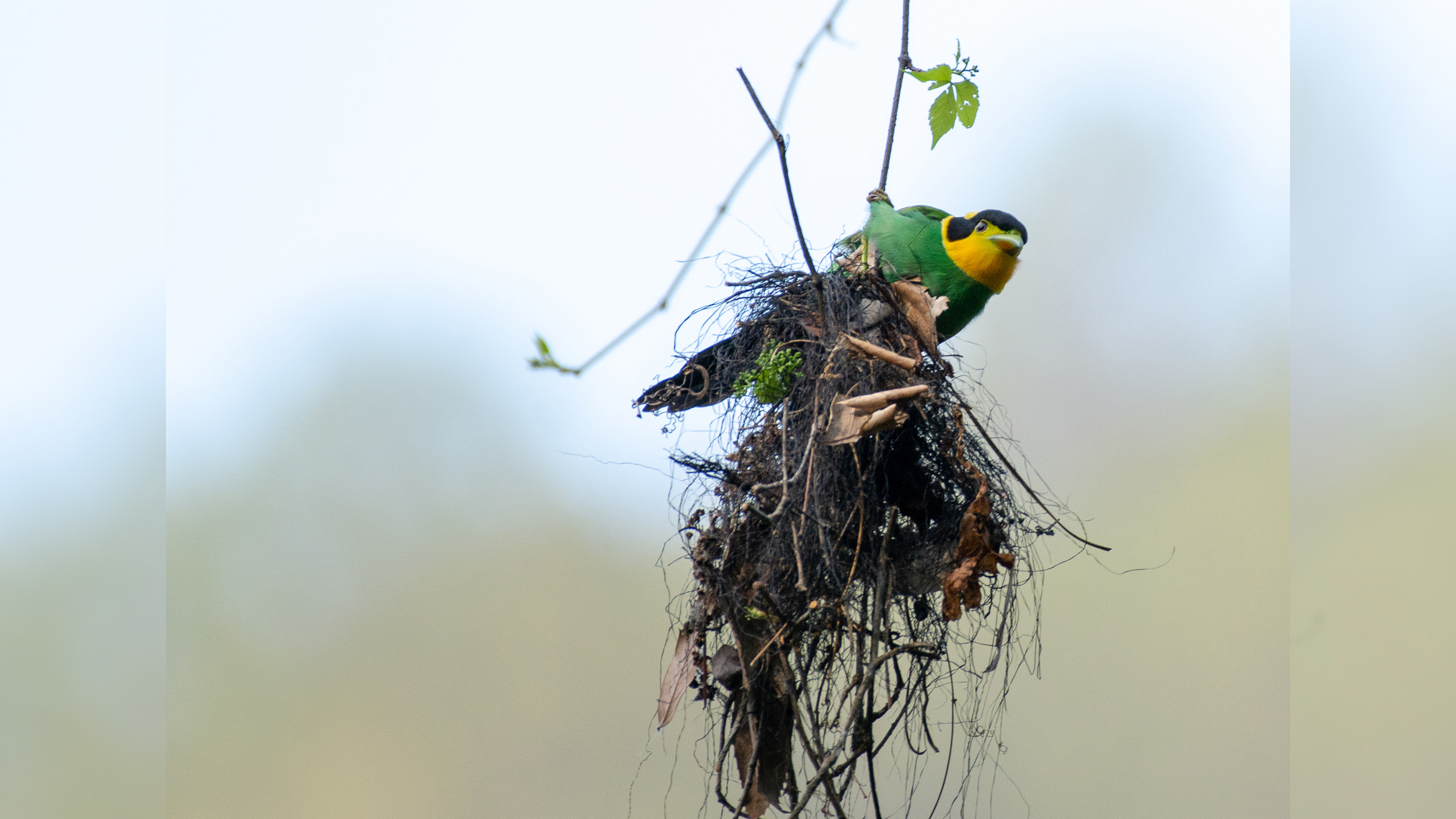 Long-Tailed-Broadbill-1 image