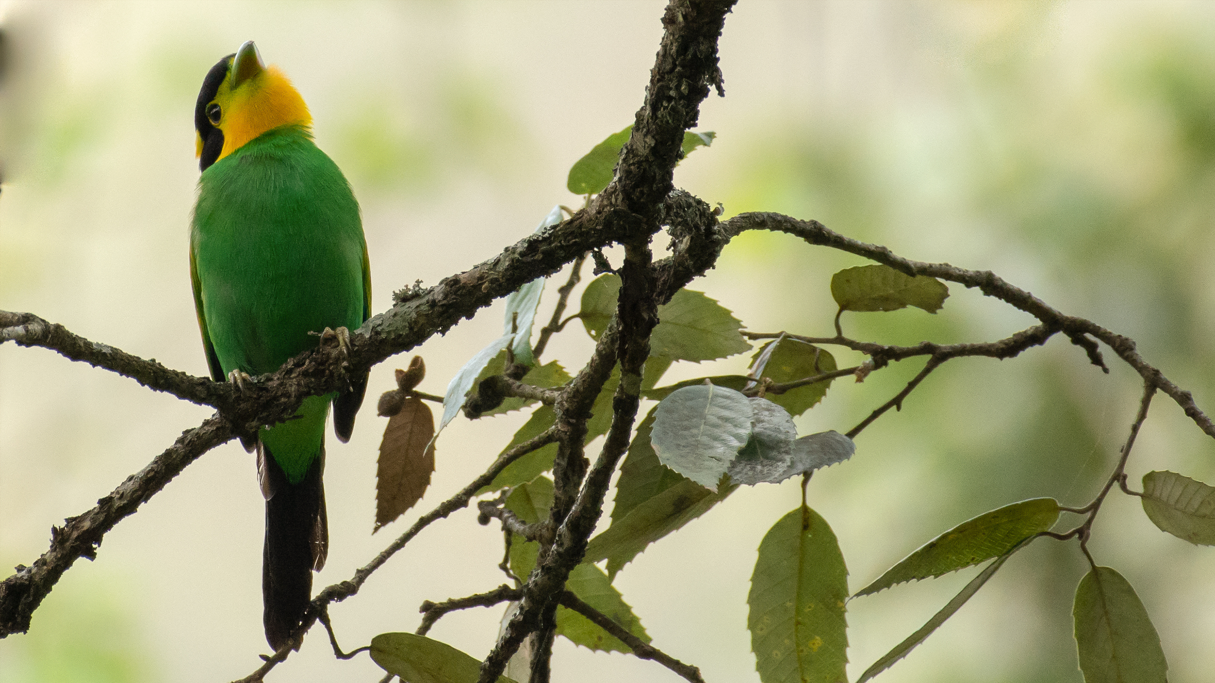 Long-Tailed-Broadbill-5 image