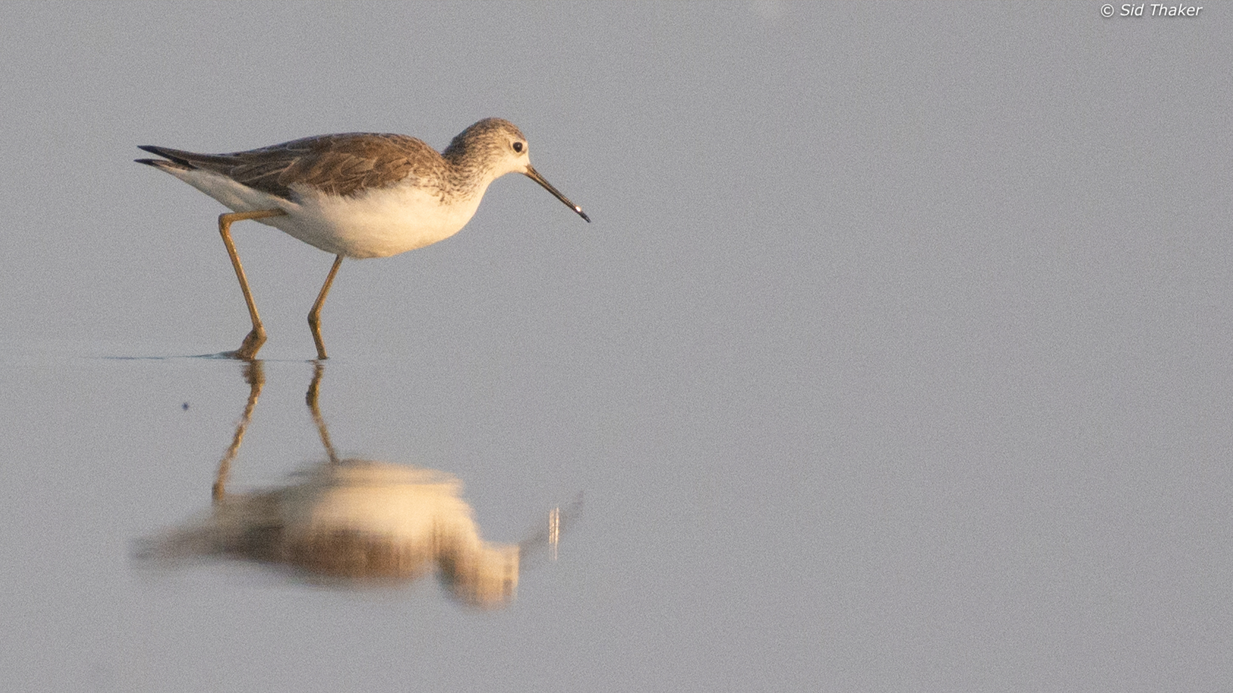 Marsh-Sandpiper image
