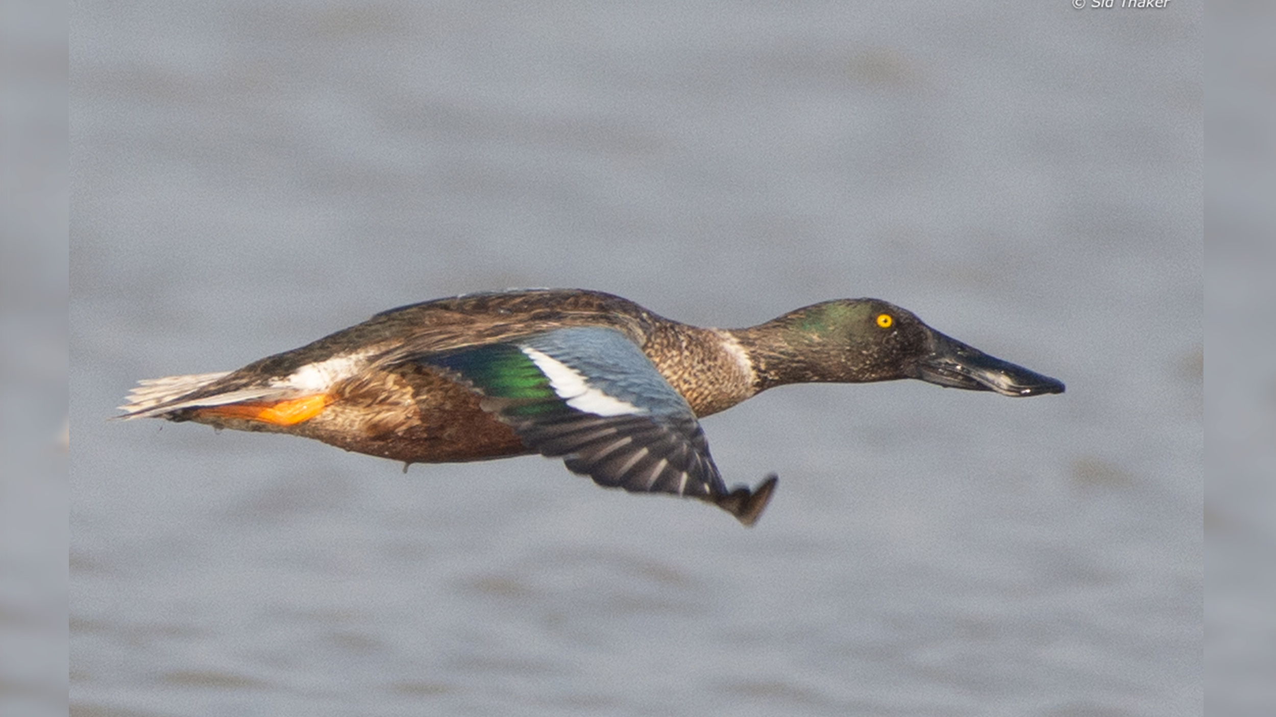 Northern-Shoveler image