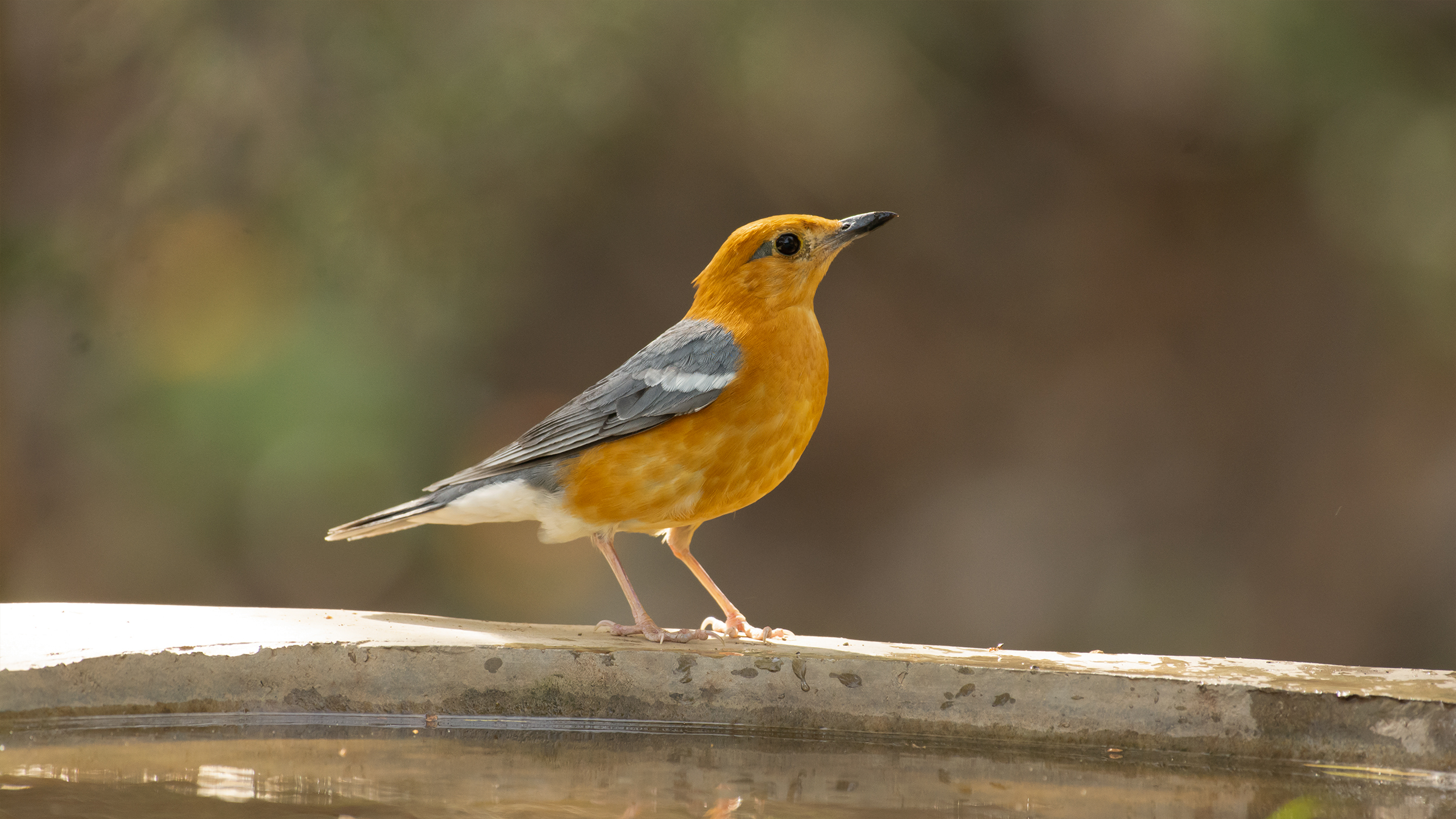 Orange-headed-Thrush-4 image