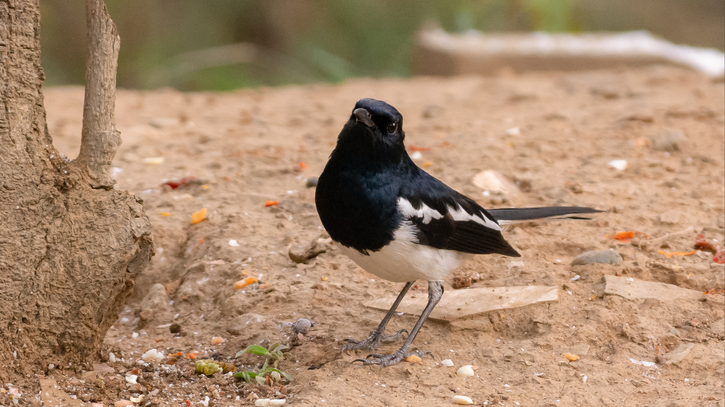 Oriential-Magpie-Male-1 image