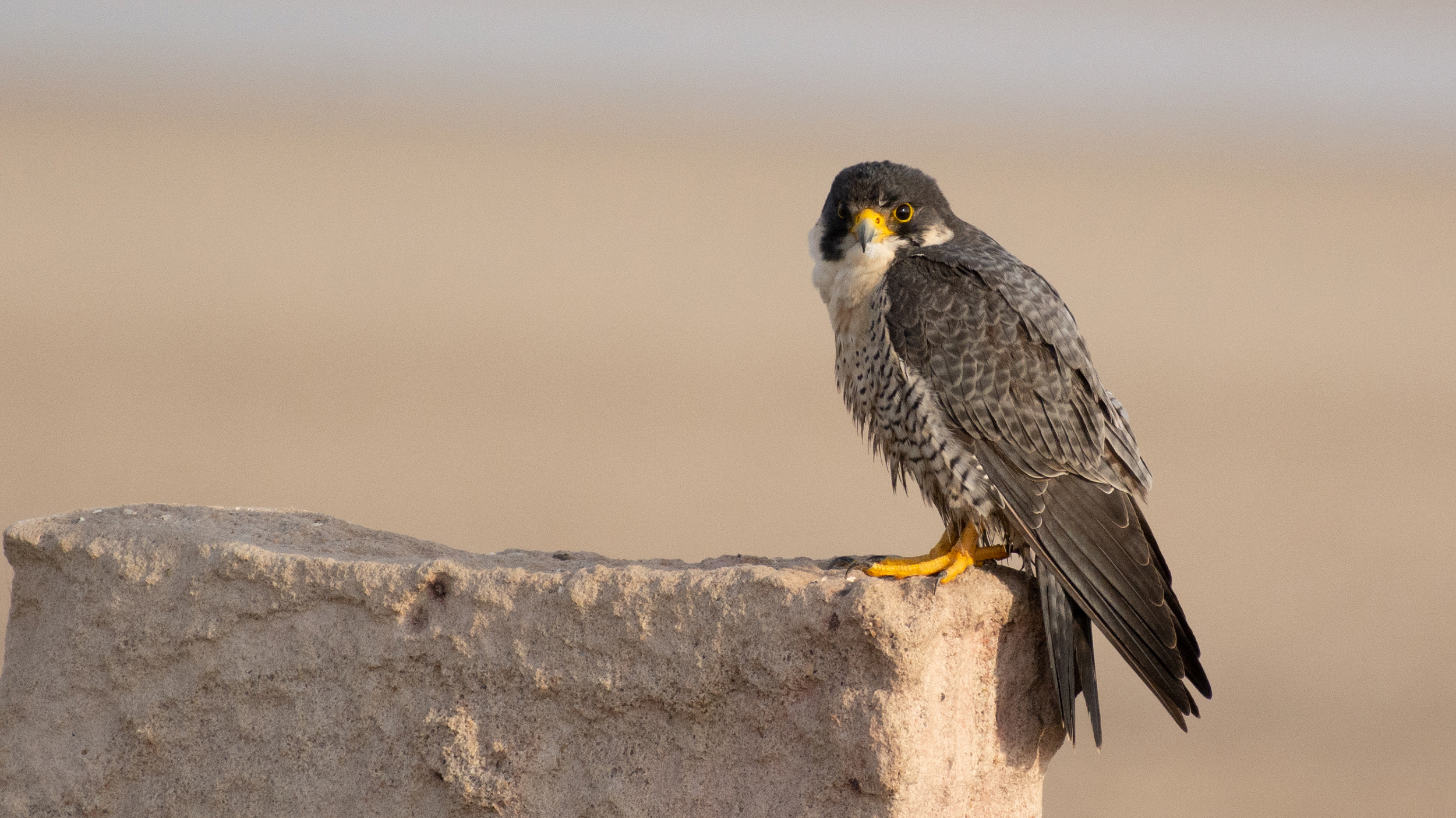 Peregrine-Falcon image