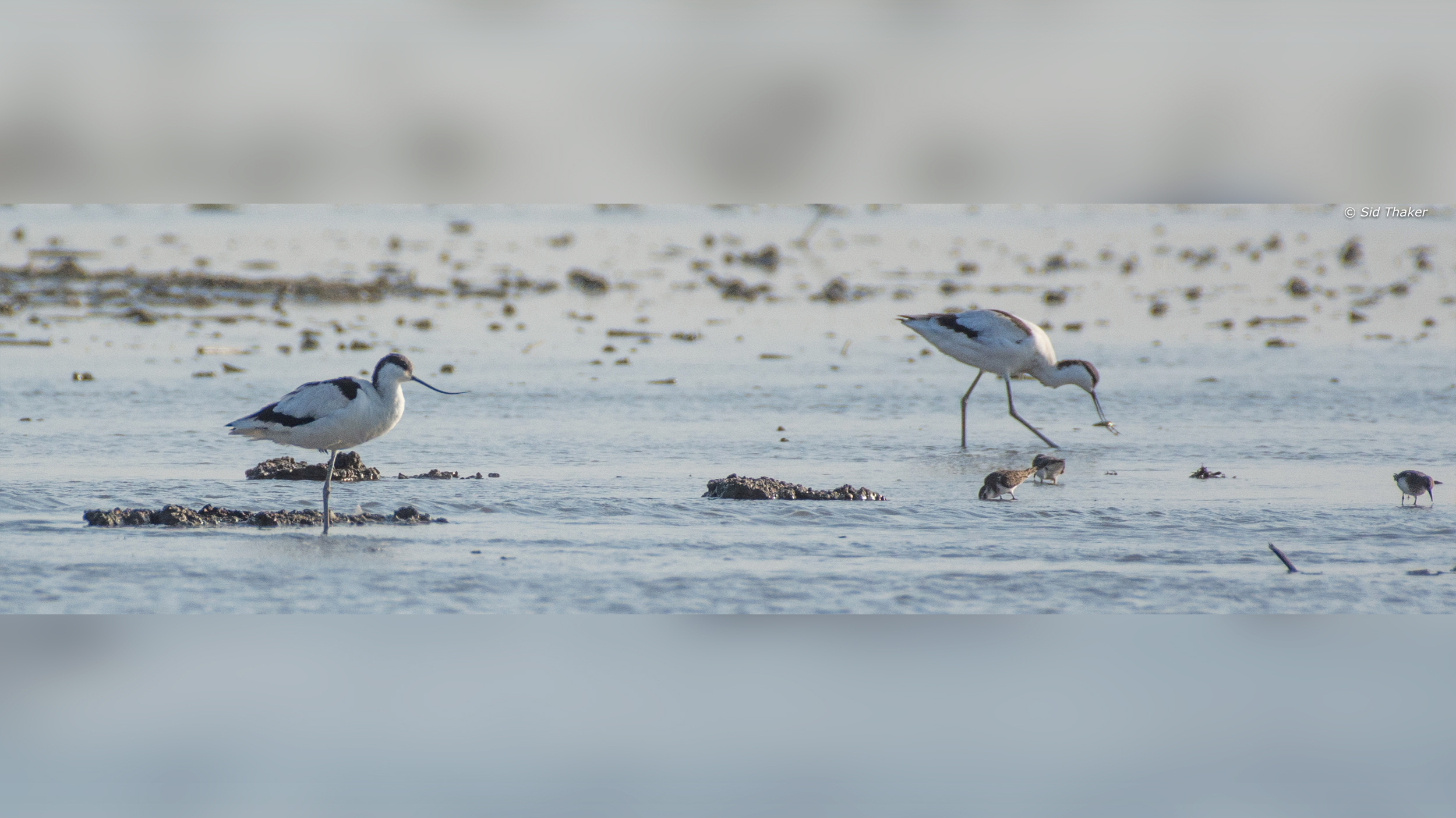 Pied-Avocet image