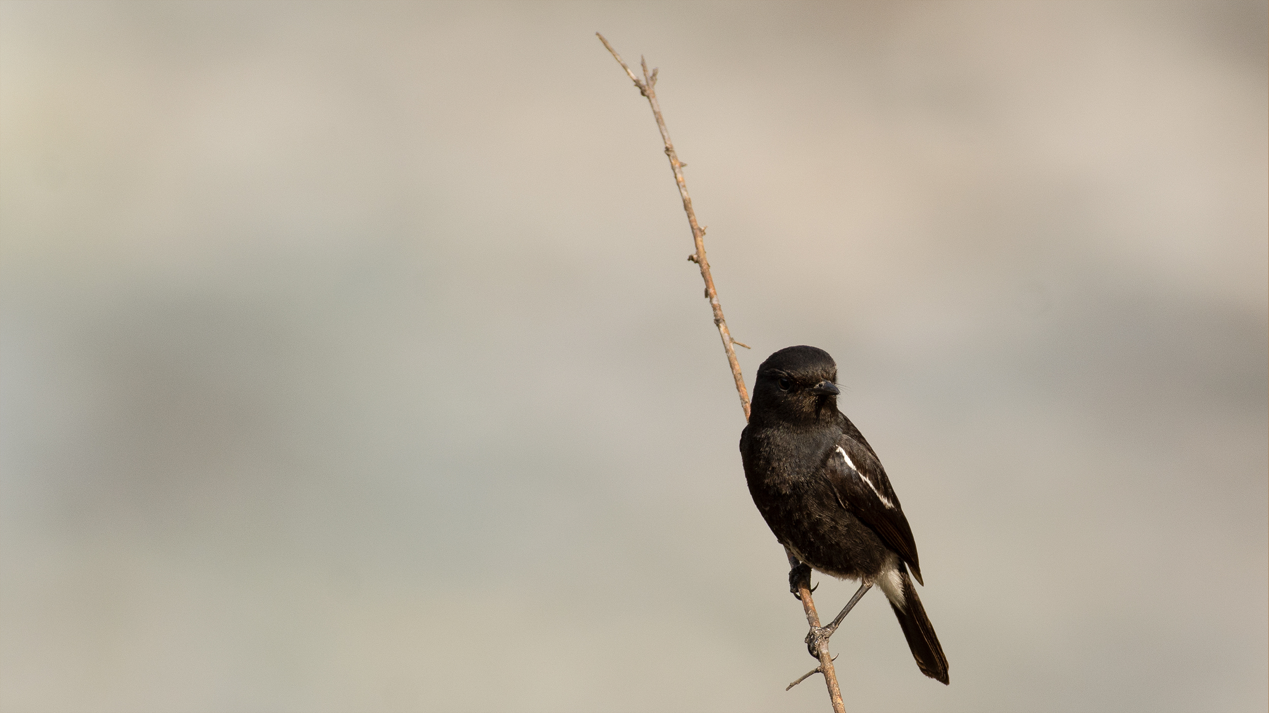 Pied-Bushchat image