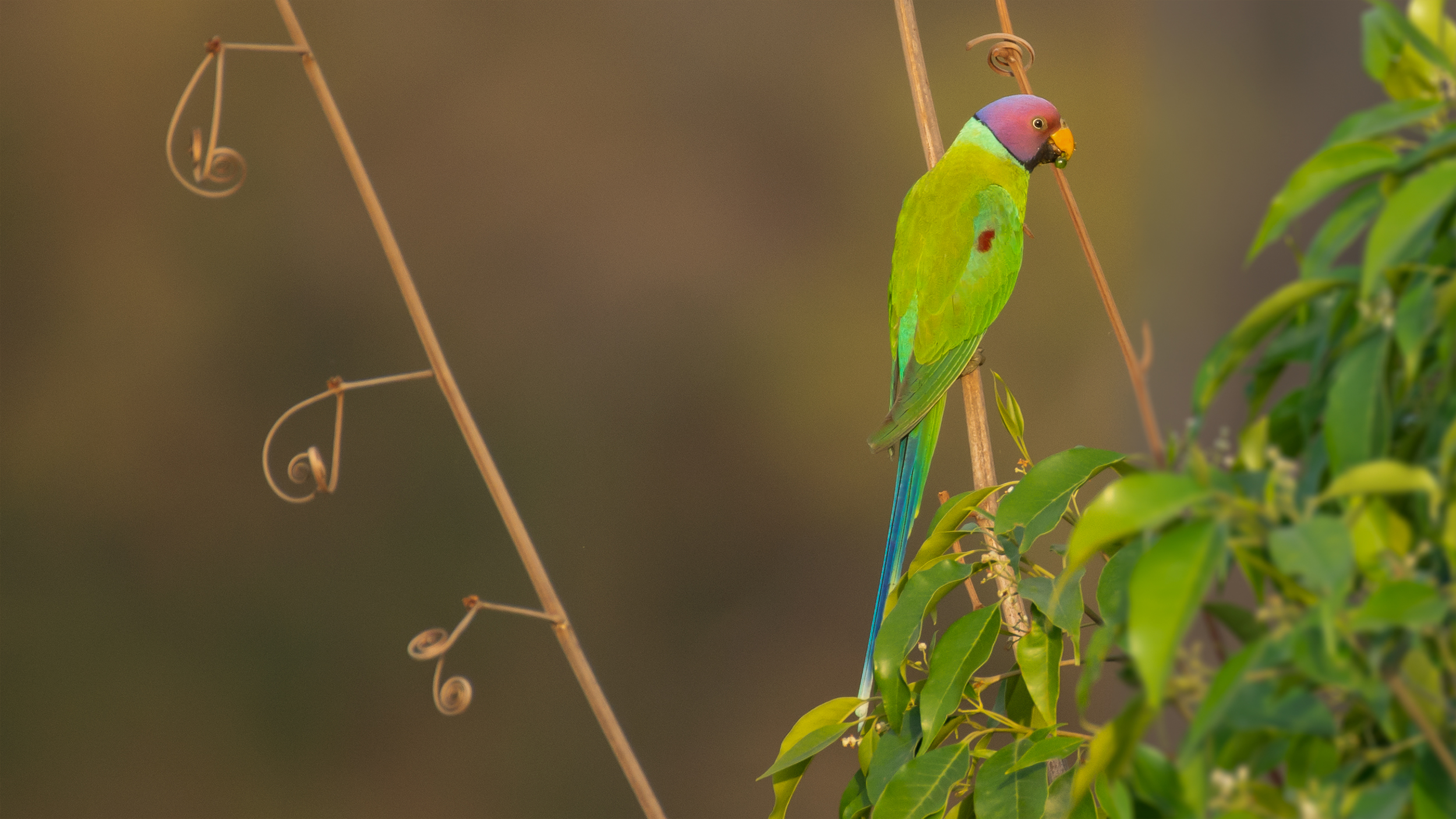 Plum-headed-Parakeet-2 image