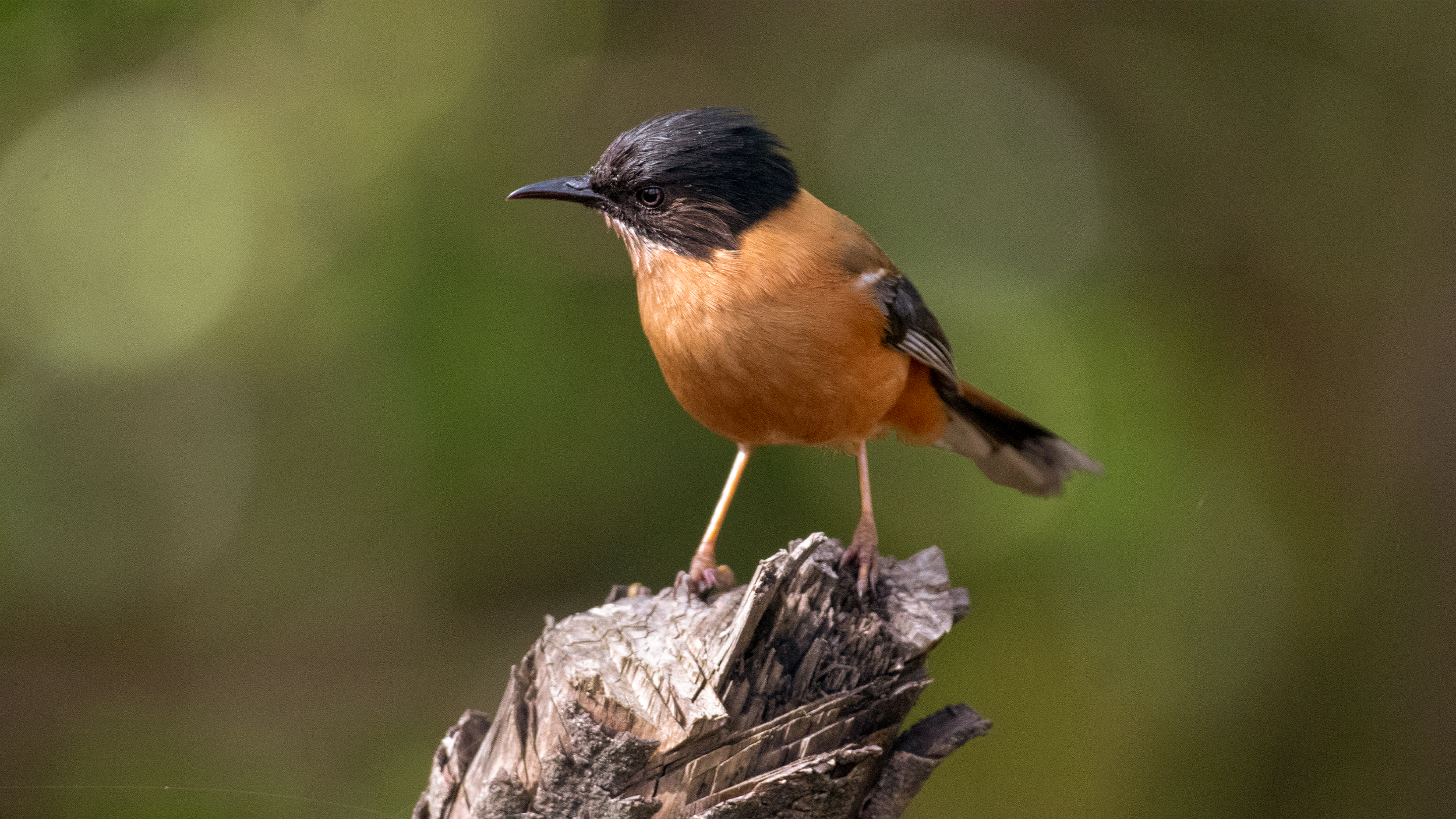 Rufous-Siibia-3 image
