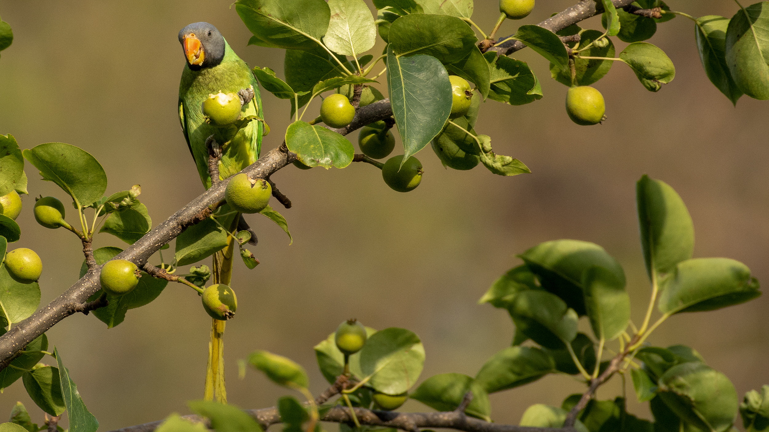 Slaty-headed-Parakeet-2 image