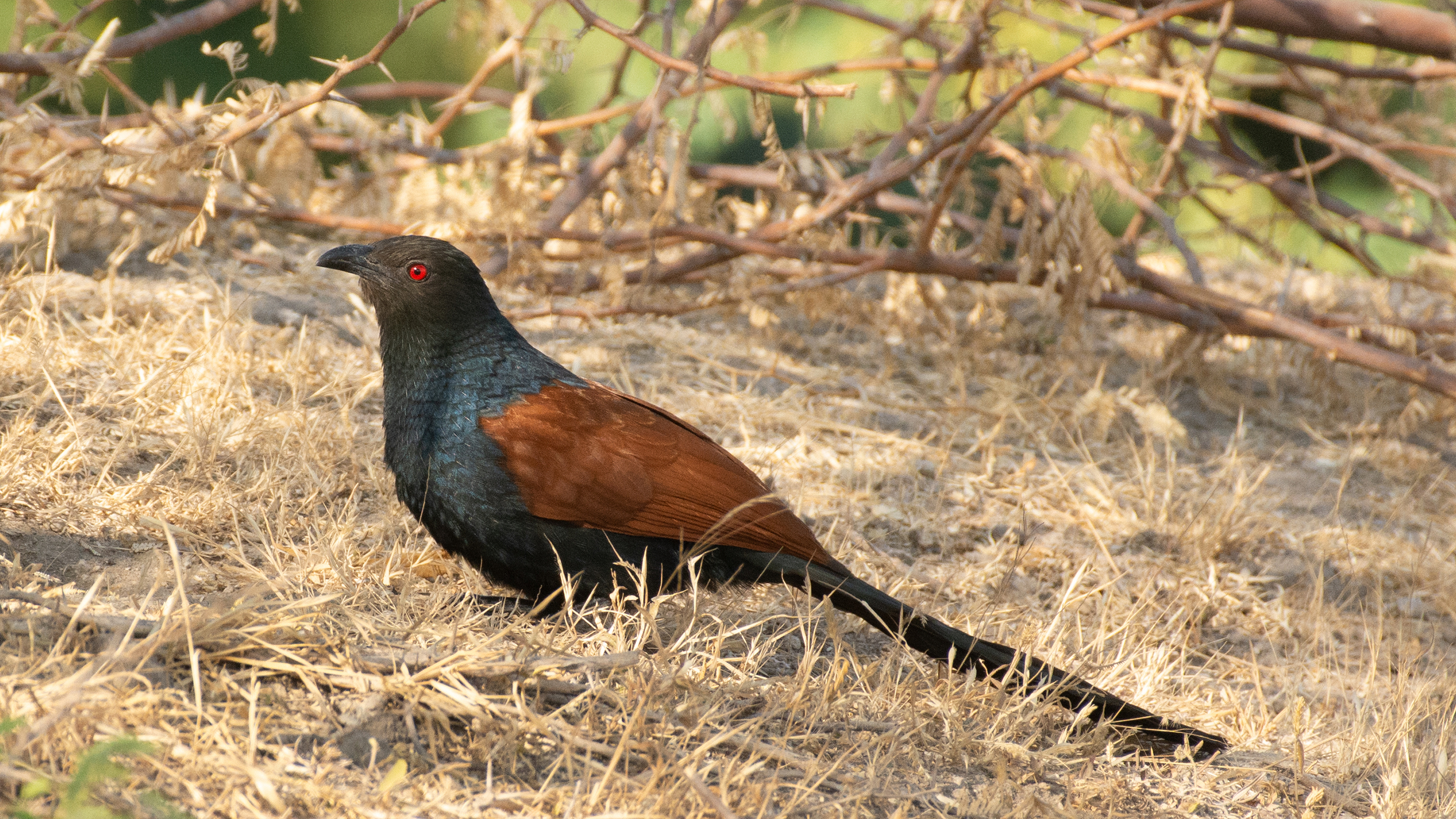 Southern-Coucal image