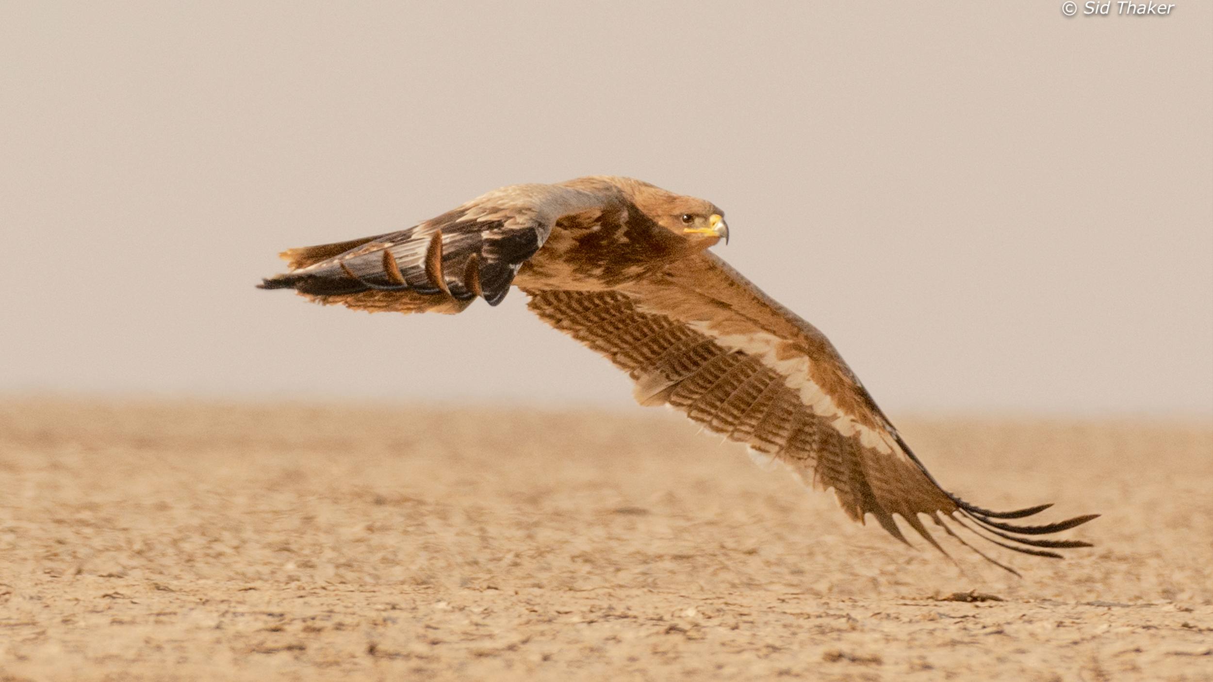Steppe-Eagle-6 image