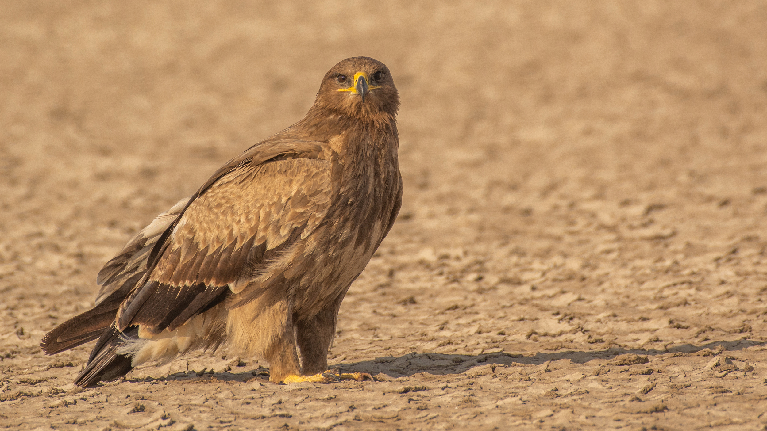 Steppe-Eagle-9 image