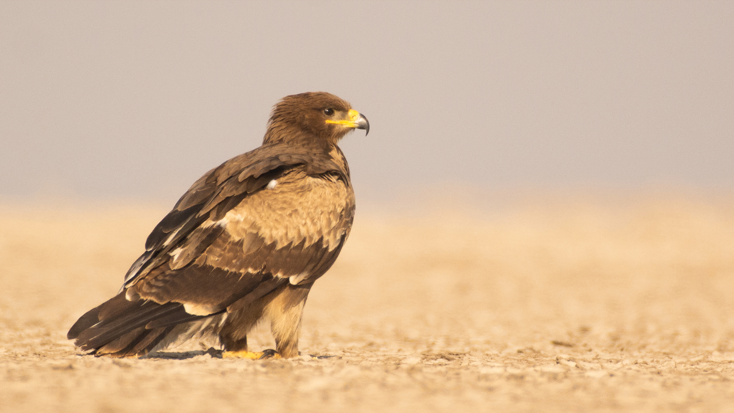 Steppe-Eagle image