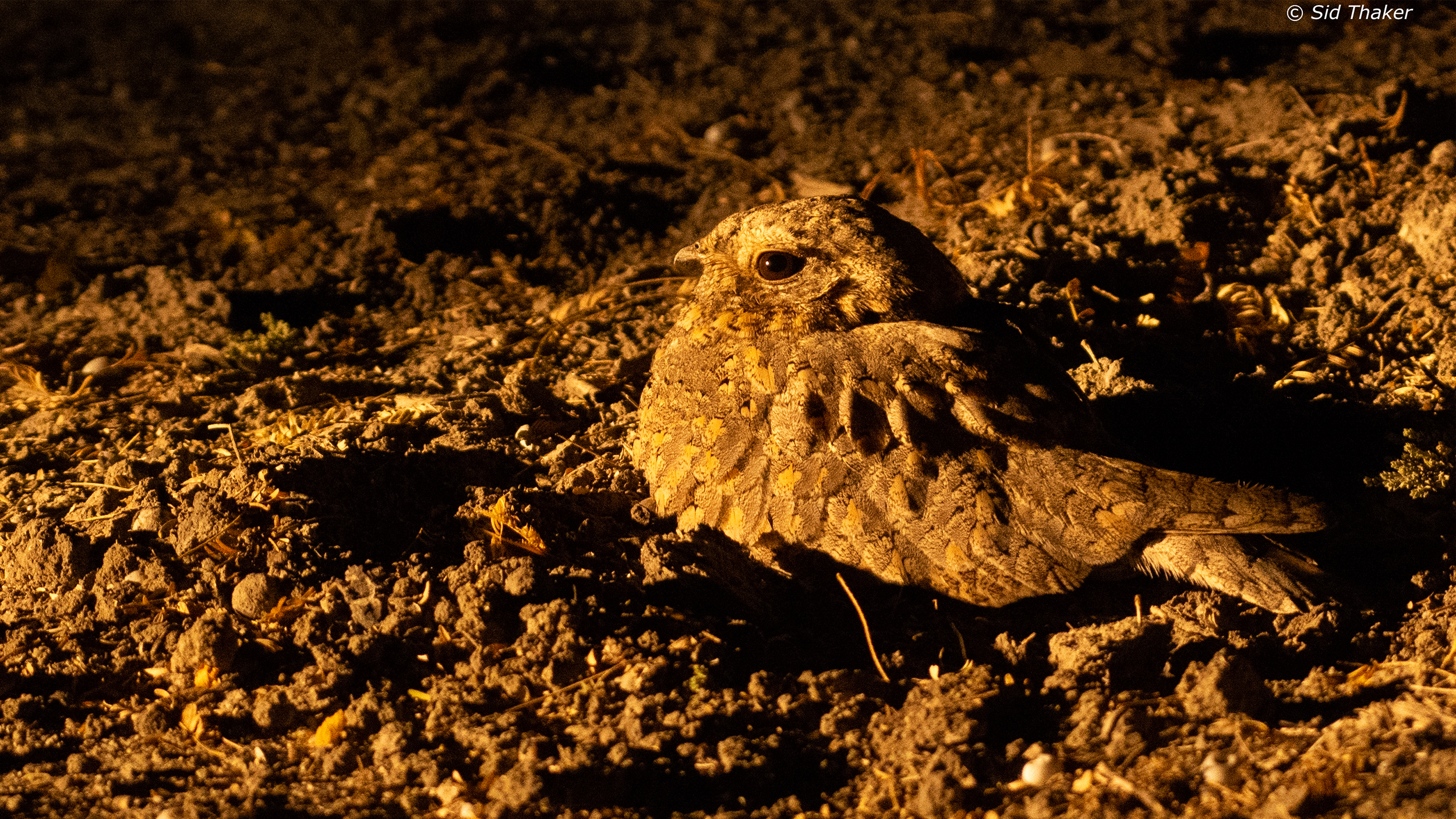 Sykes's-Nightjar image