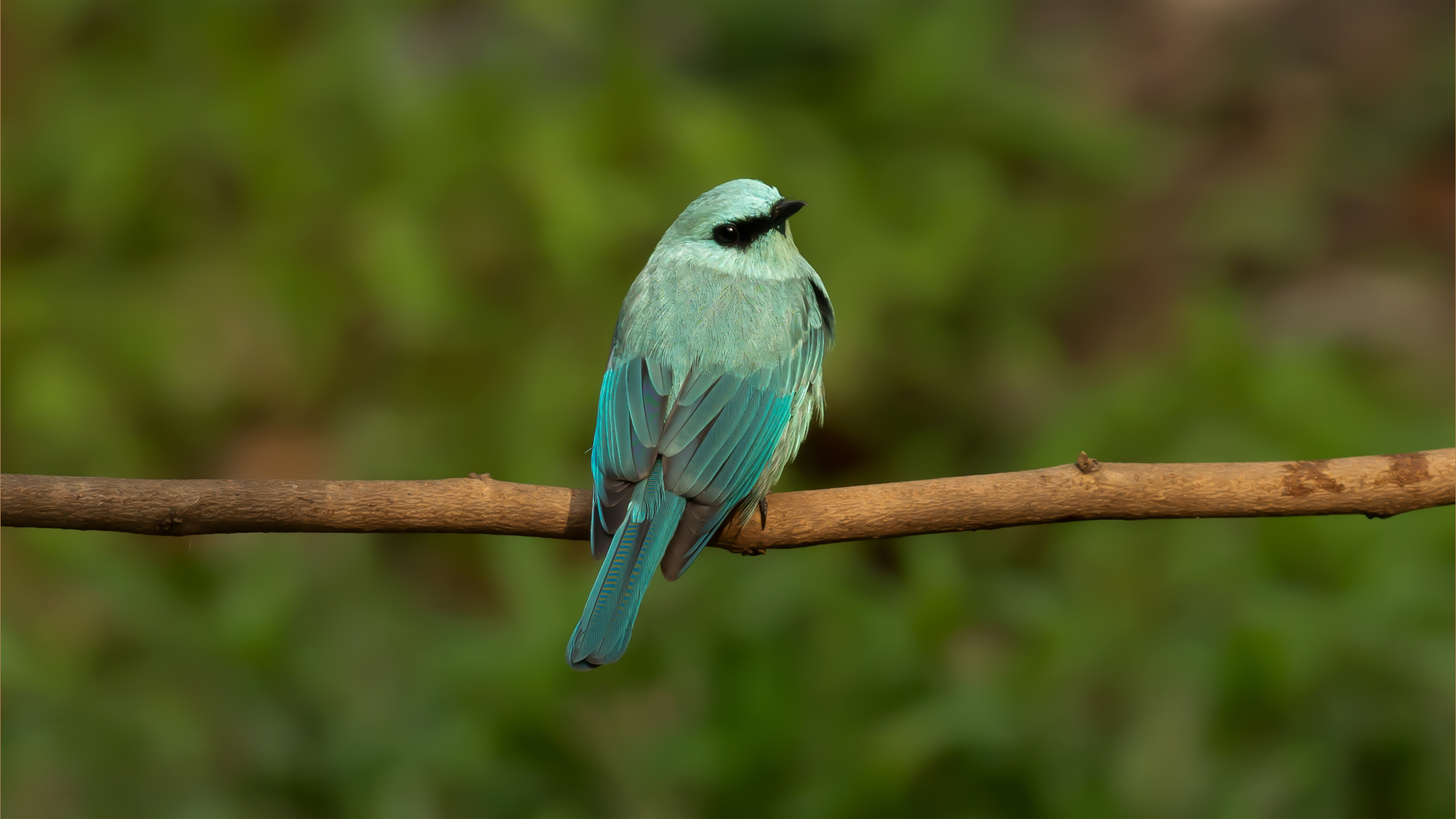 Verditer-Flycatcher-5 image