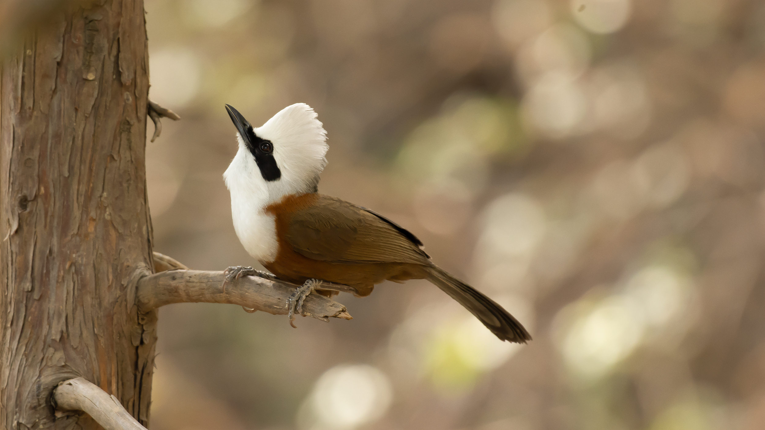 White-crested-Laughingthrush-4 image
